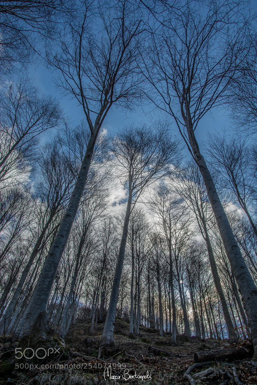 Nikon D5200 sample photo. Il bosco photography