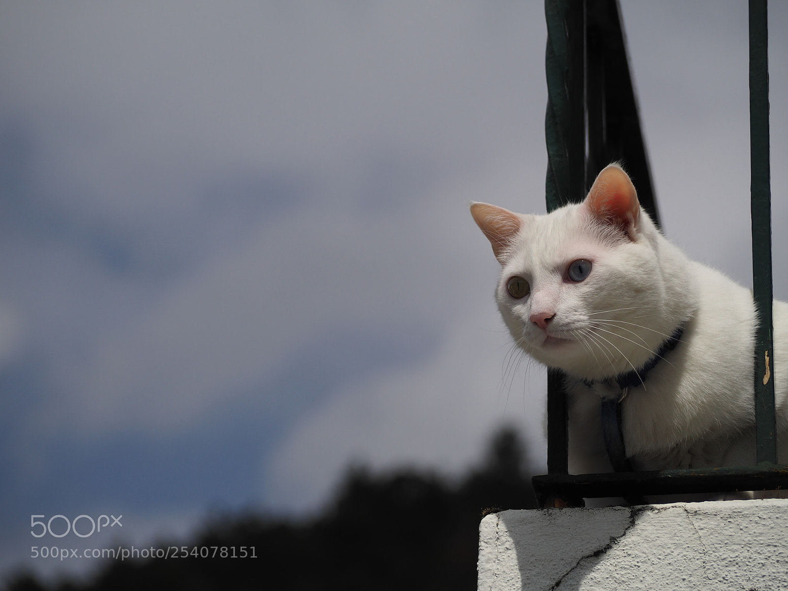 Olympus OM-D E-M10 II sample photo. Cat on balcony photography
