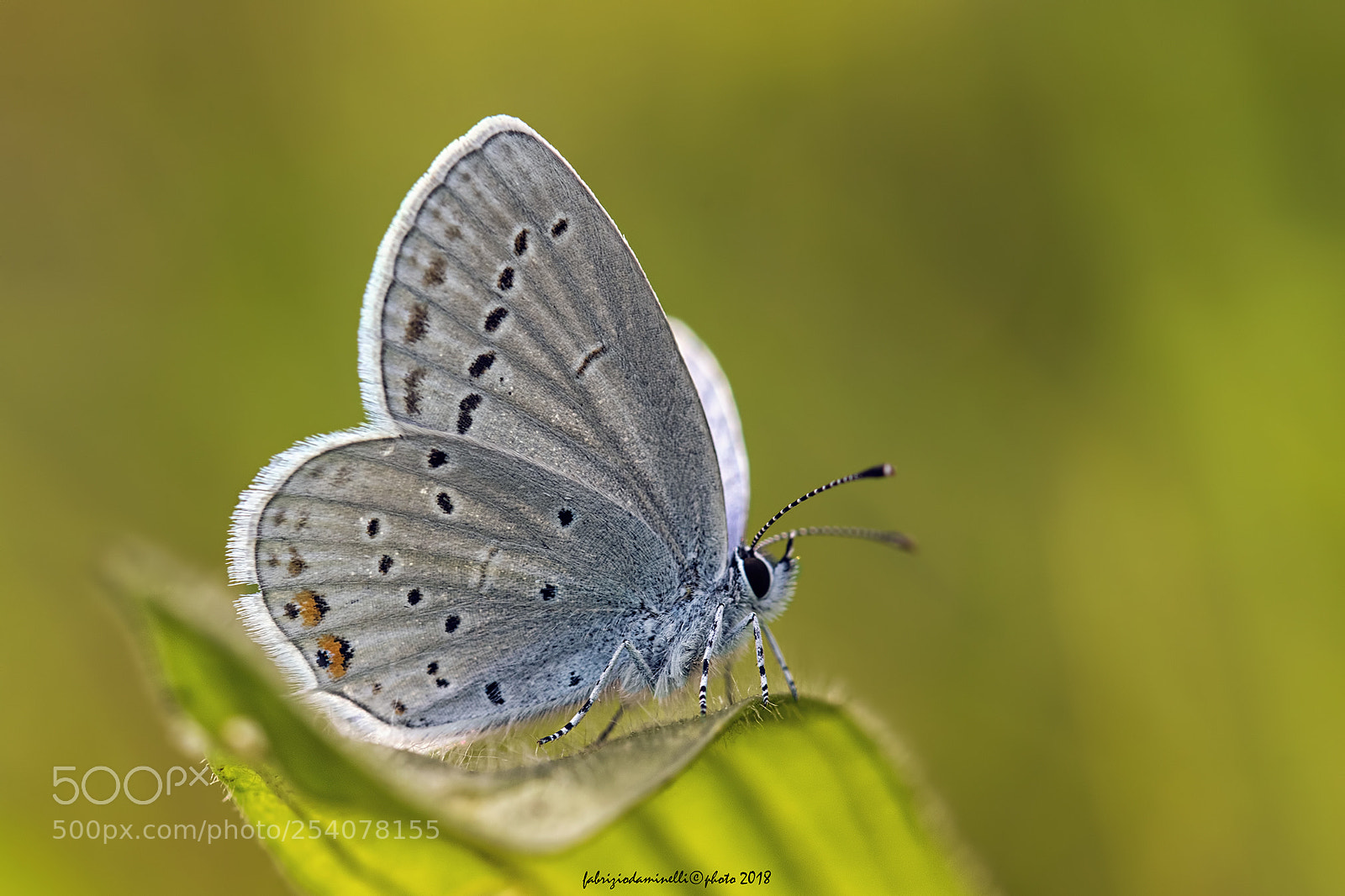Canon EOS 7D Mark II sample photo. Short-tailed blue photography