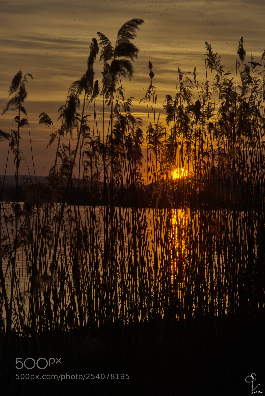 Nikon D7100 sample photo. Am bodensee photography