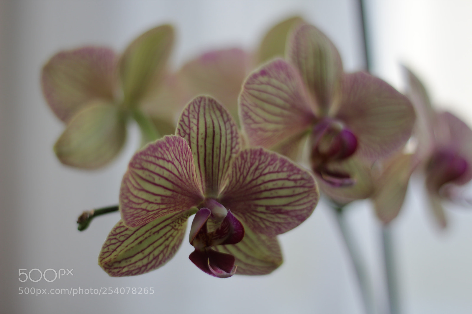 Canon EOS 1200D (EOS Rebel T5 / EOS Kiss X70 / EOS Hi) + Canon EF 50mm F1.8 STM sample photo. Flowering orchids photography