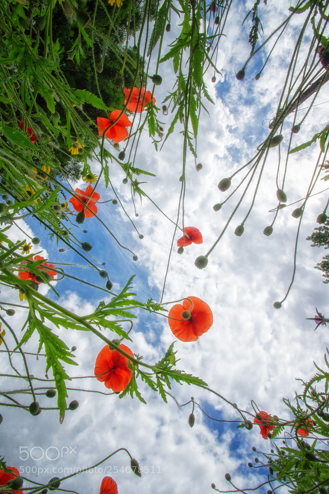 Sony SLT-A58 sample photo. Poppies from below photography