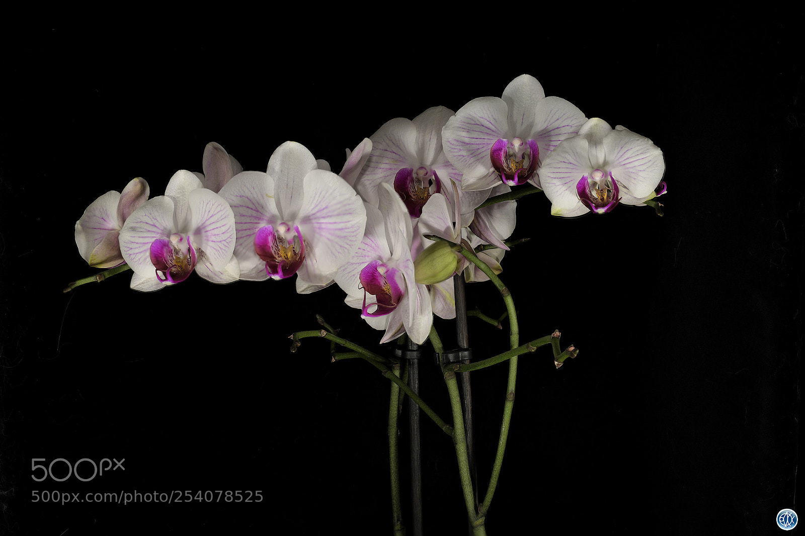 Nikon D850 sample photo. Phalaenopsis sp flowers photography