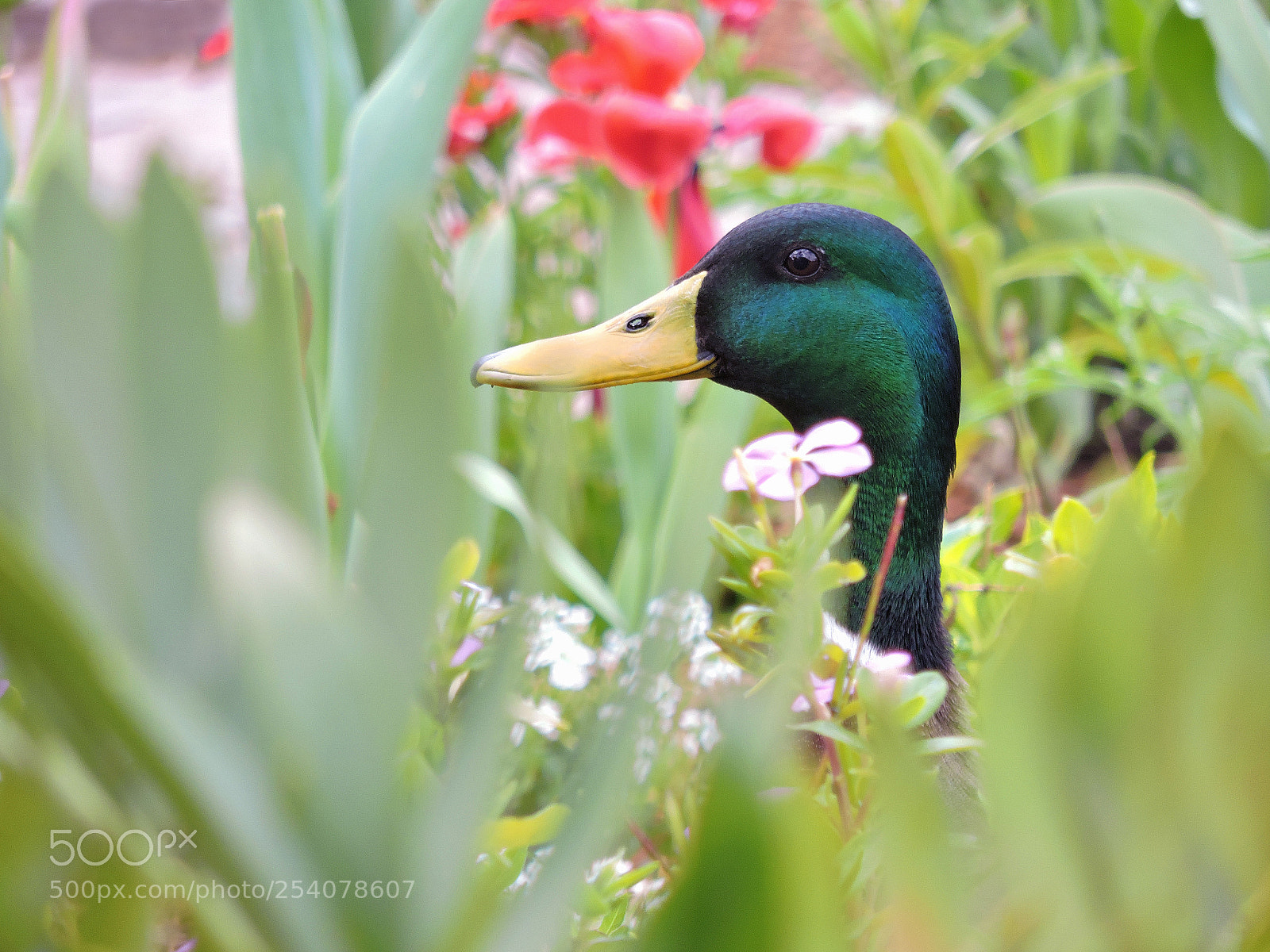 Nikon Coolpix P530 sample photo. Mallard in the garden photography