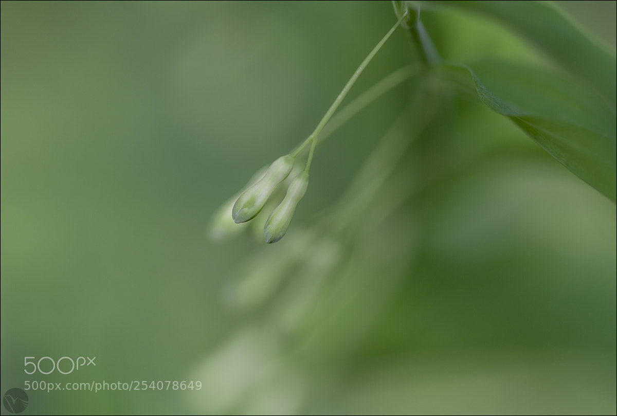 Canon EOS 50D sample photo. Untitled photography