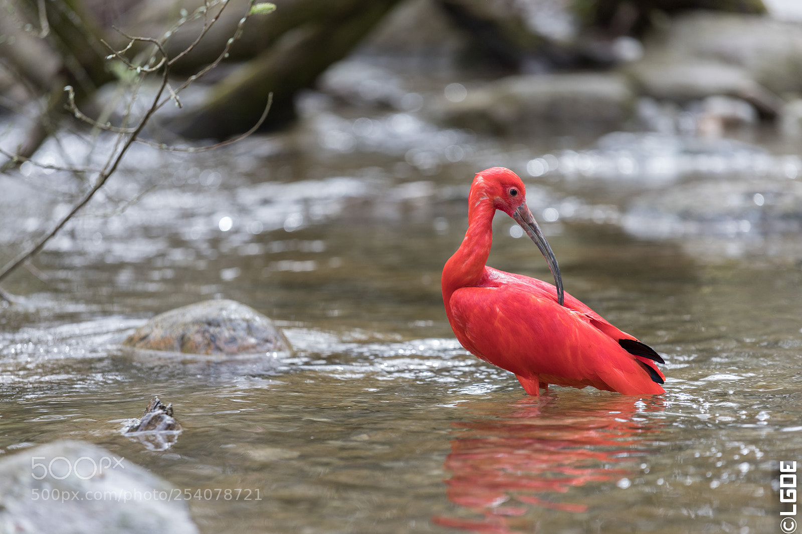 Canon EOS 6D Mark II sample photo. Roter sichler photography