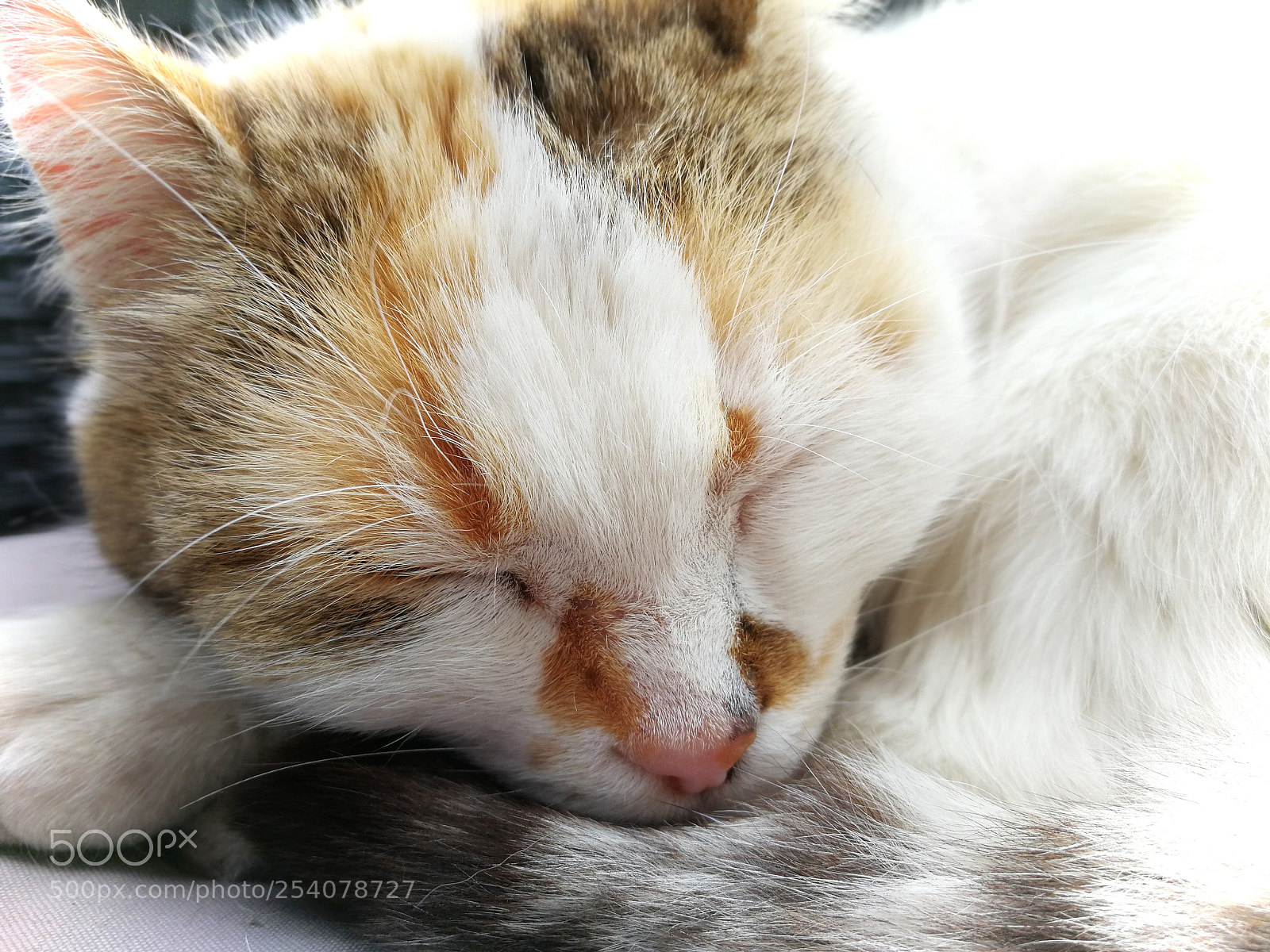 HUAWEI P10 sample photo. Dreaming of chasing mice photography