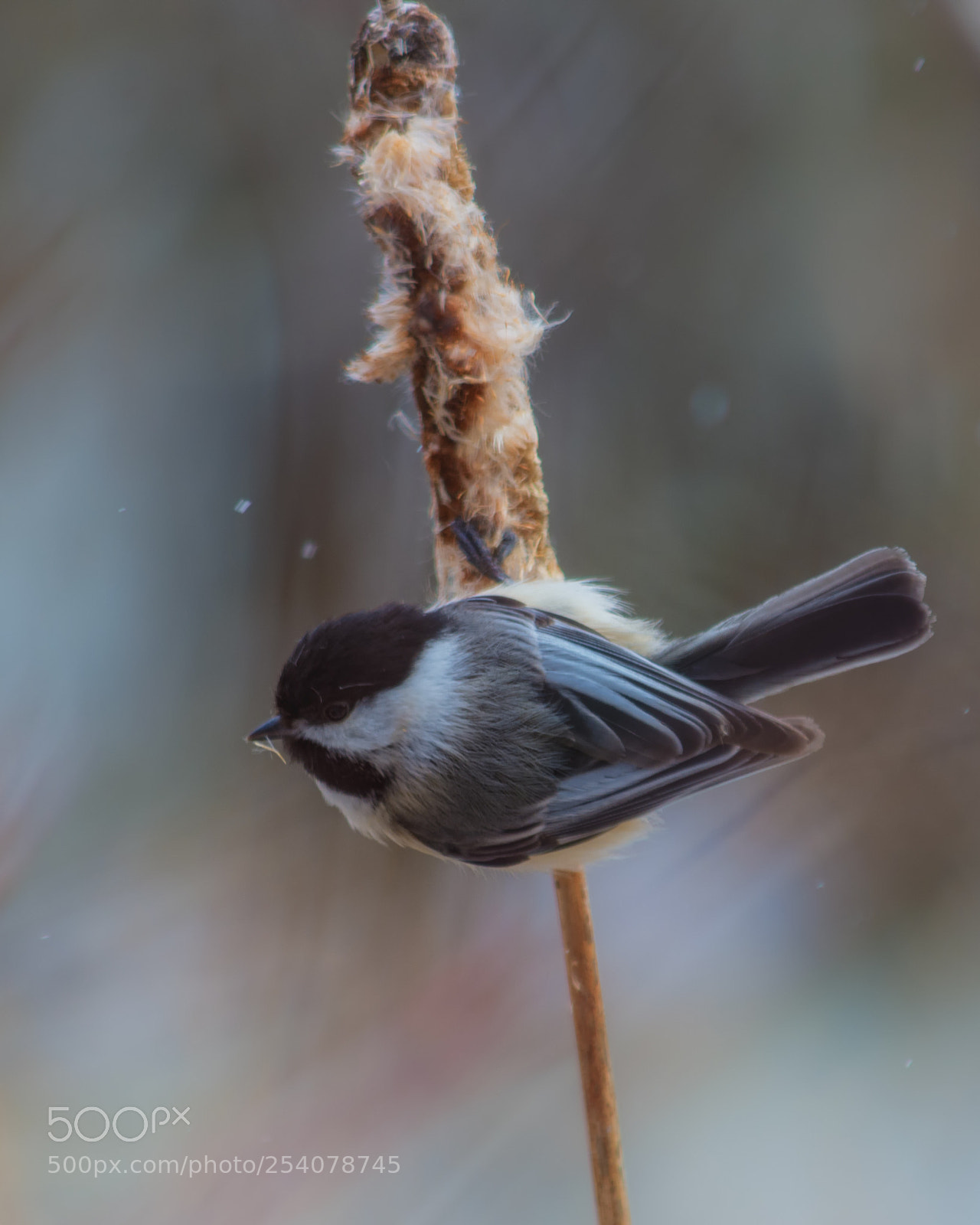 Nikon D7200 sample photo. Chickadee on bullrush photography