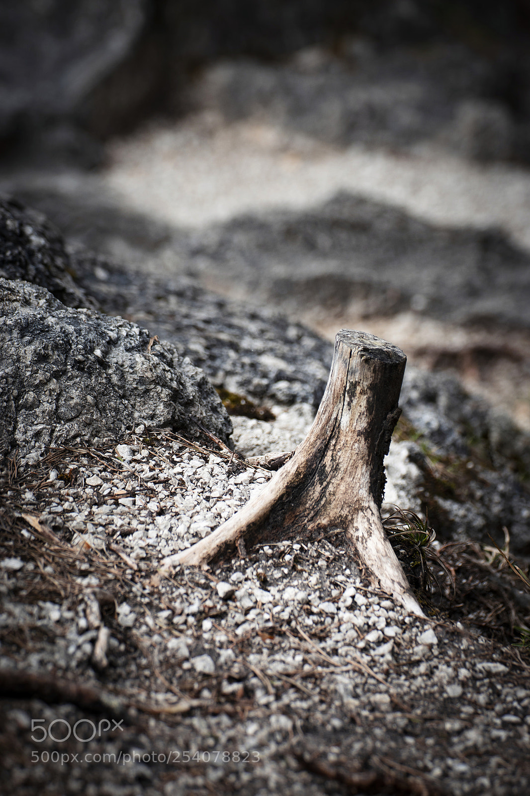 Nikon D5500 sample photo. Abandoned old wooden stump photography