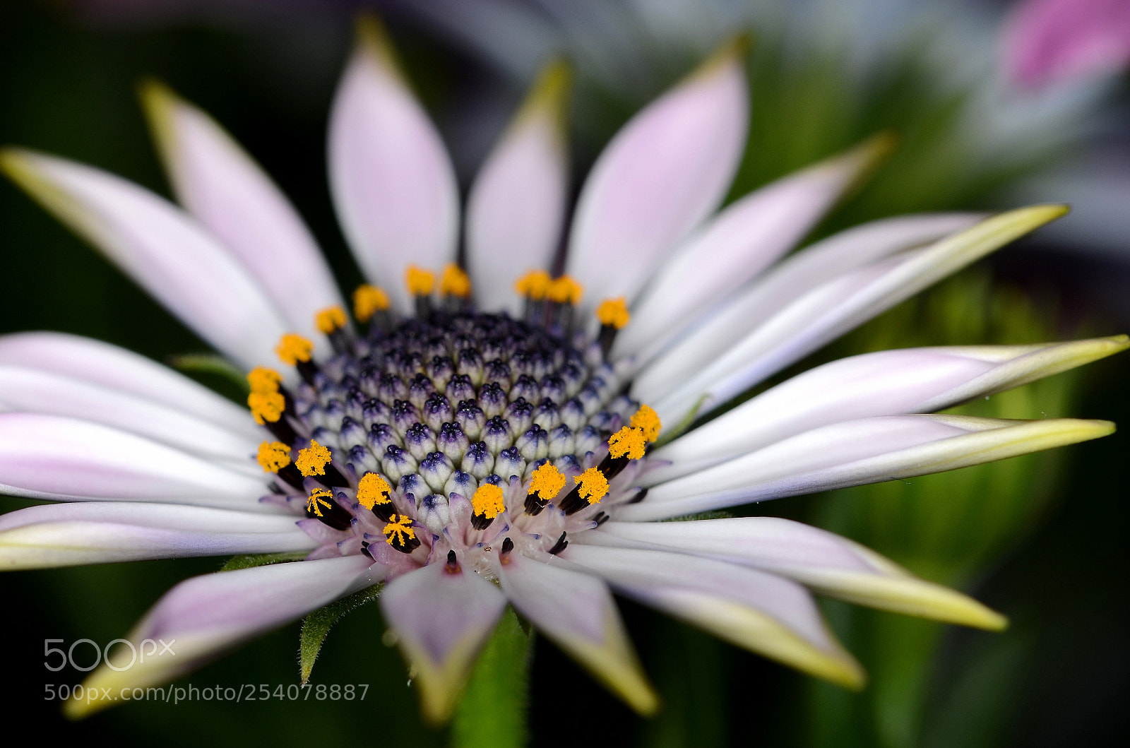 Nikon D7000 sample photo. New osteospermum plant photography