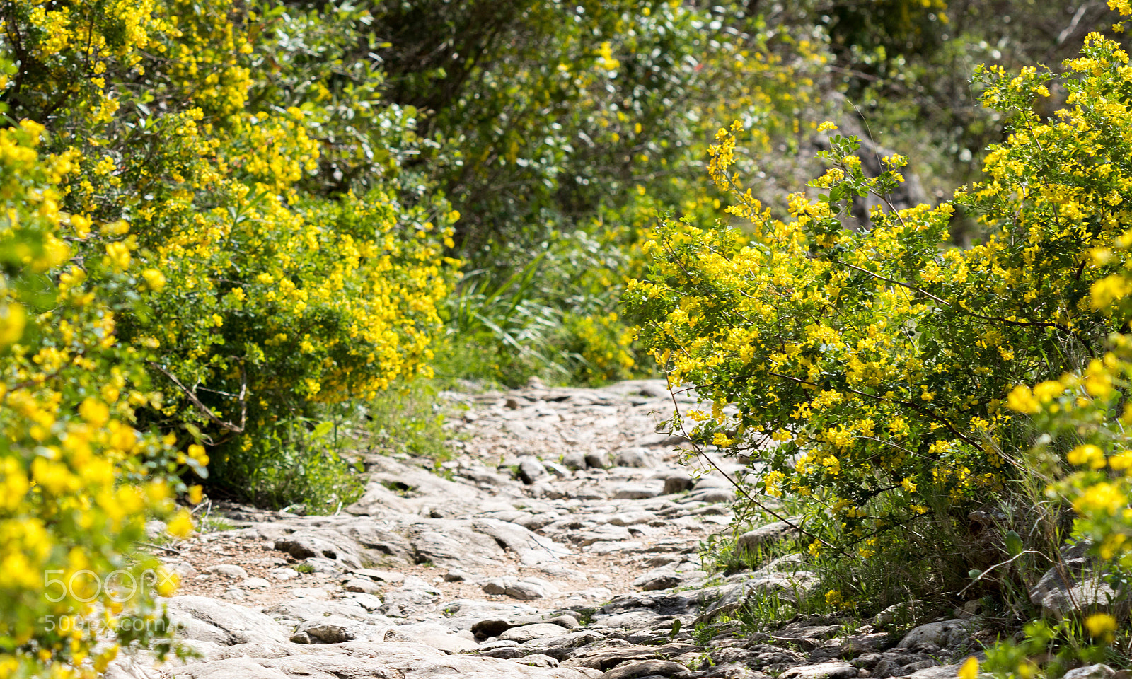 Canon EOS 7D Mark II sample photo. Golden road photography