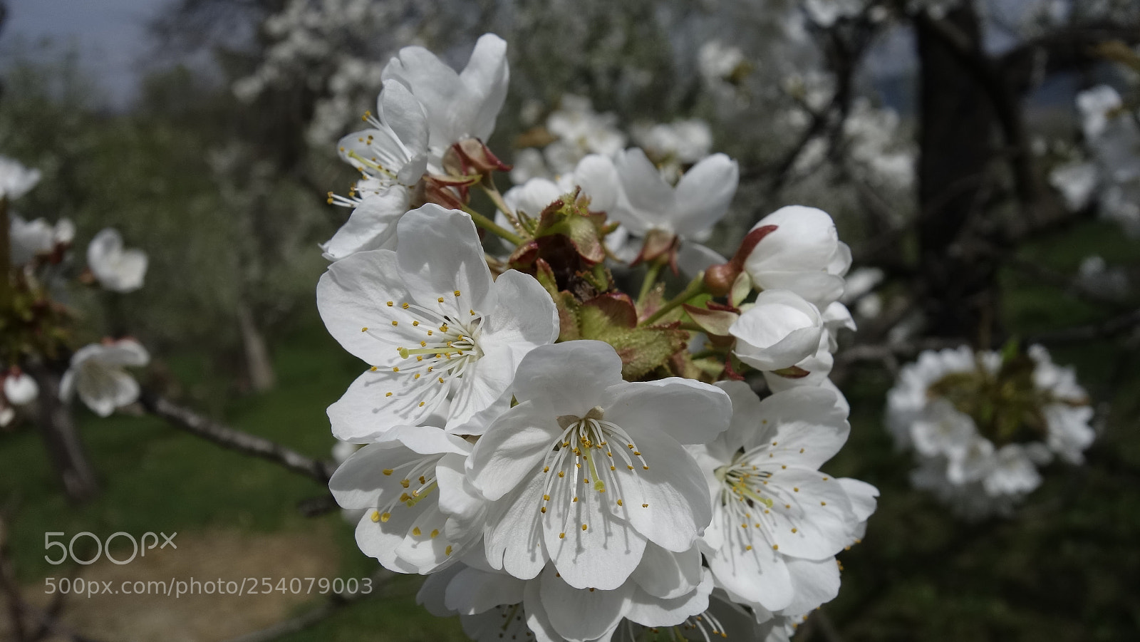 Sony Cyber-shot DSC-RX100 sample photo. Spring 1 photography
