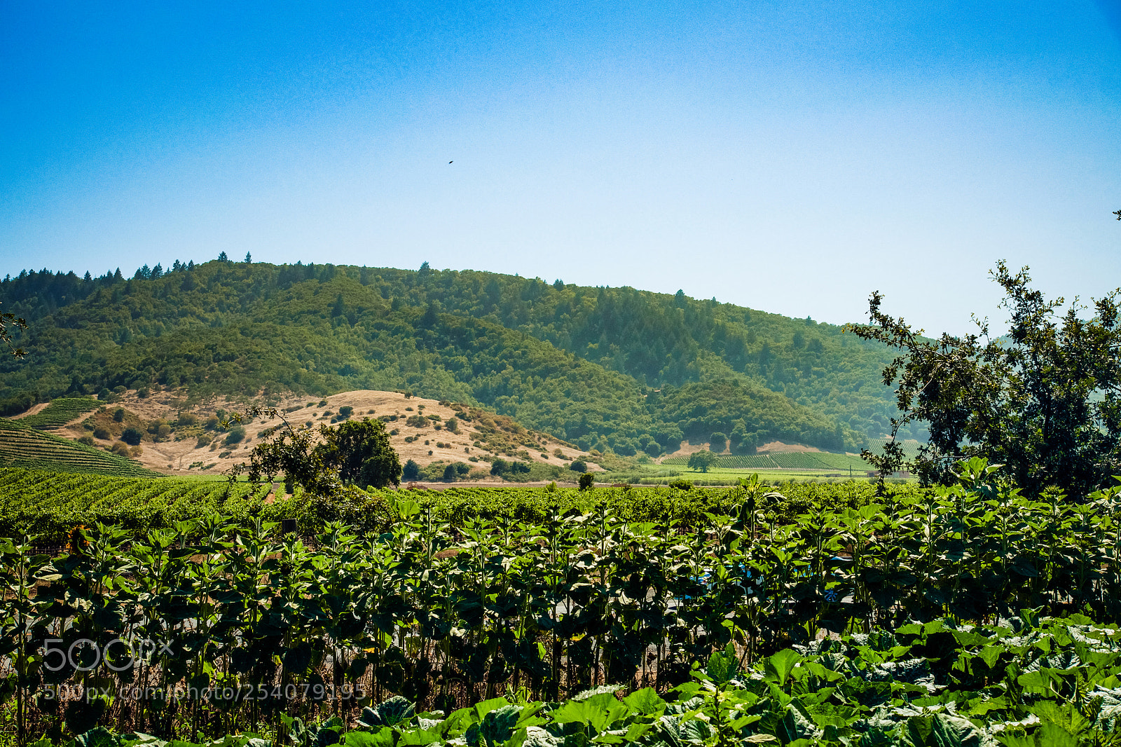 Sony SLT-A77 sample photo. Napa vinyard photography