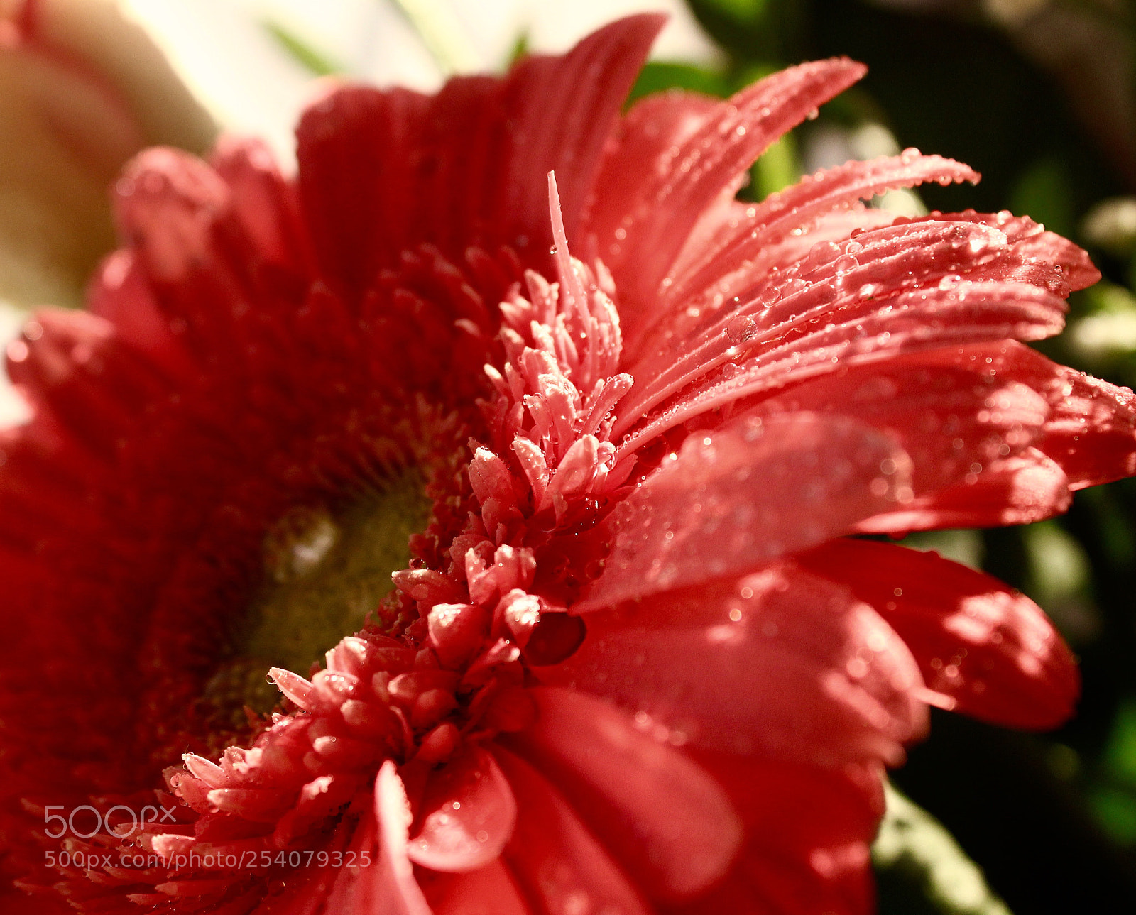 Canon EOS 1200D (EOS Rebel T5 / EOS Kiss X70 / EOS Hi) sample photo. Colors! photography