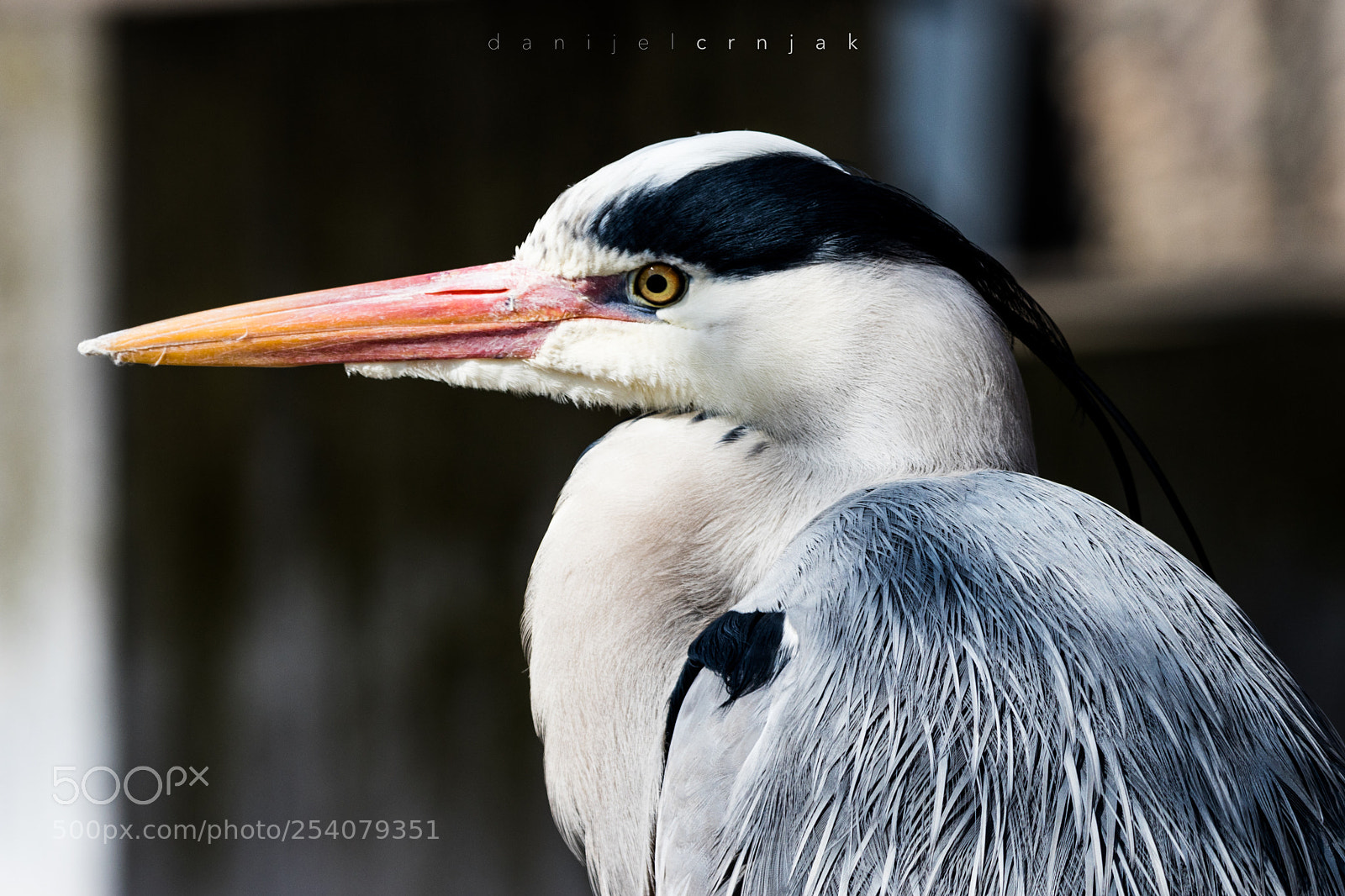 Canon EOS 80D sample photo. Long leg birdguy... photography