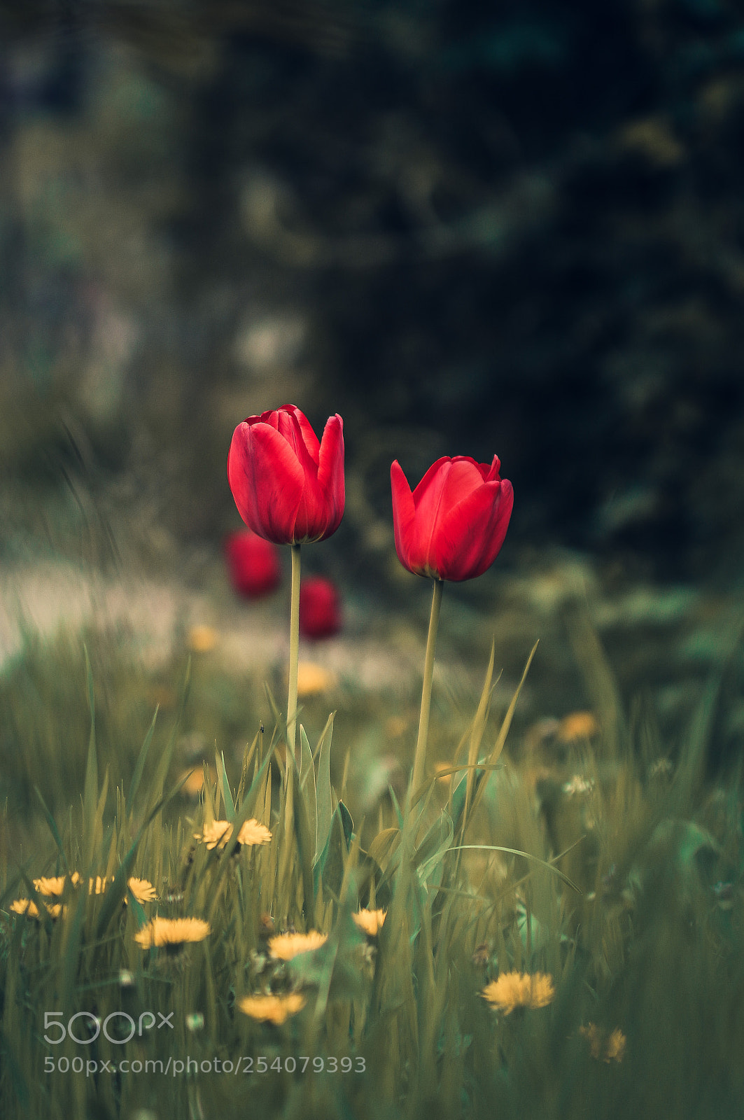 Canon EOS 700D (EOS Rebel T5i / EOS Kiss X7i) sample photo. Spring photography