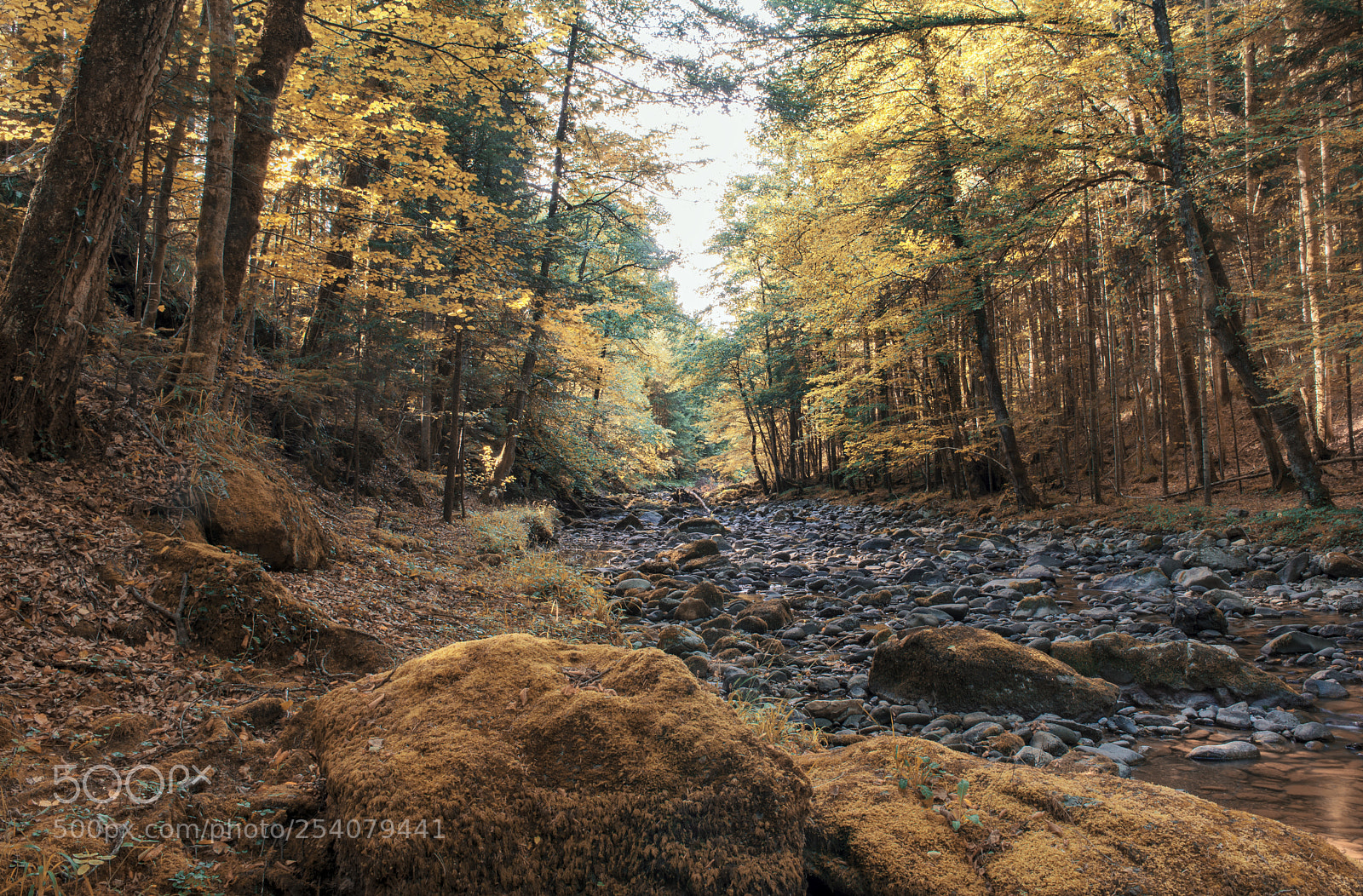 Nikon D610 sample photo. Forest scene photography