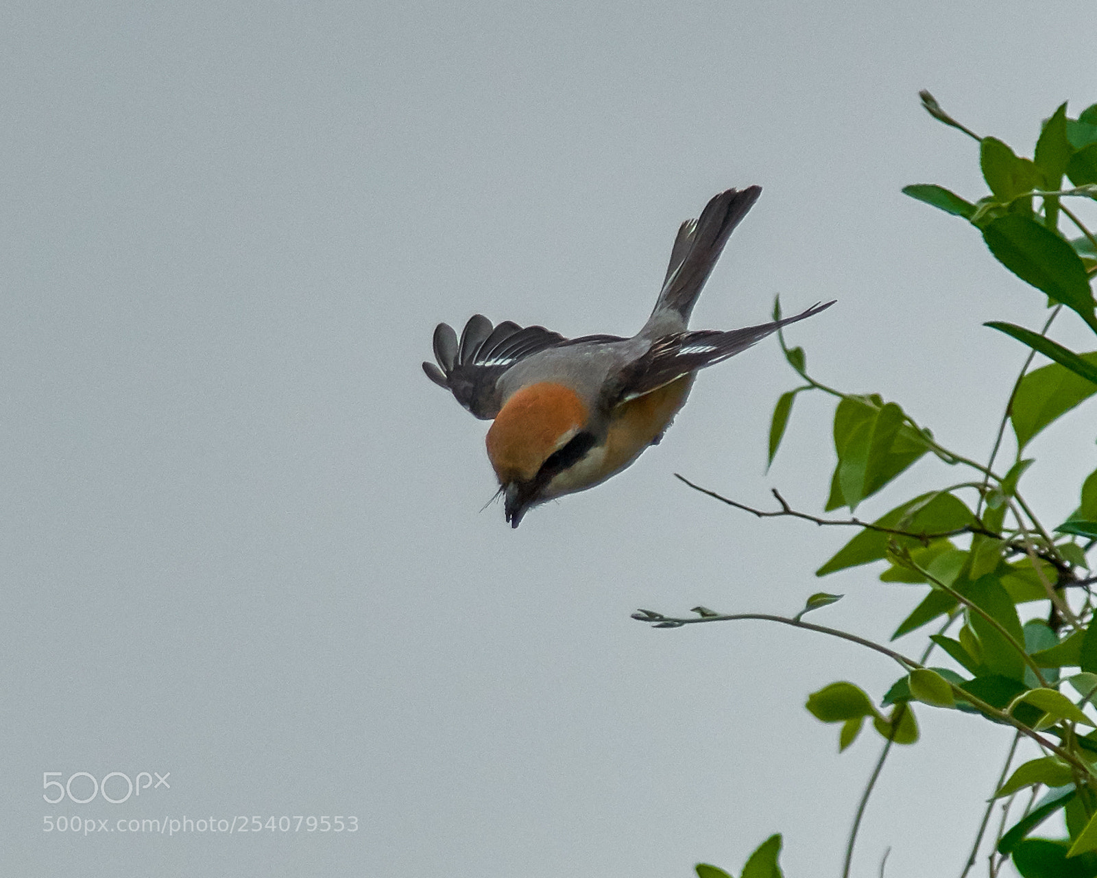 Nikon D500 sample photo. Shrike photography