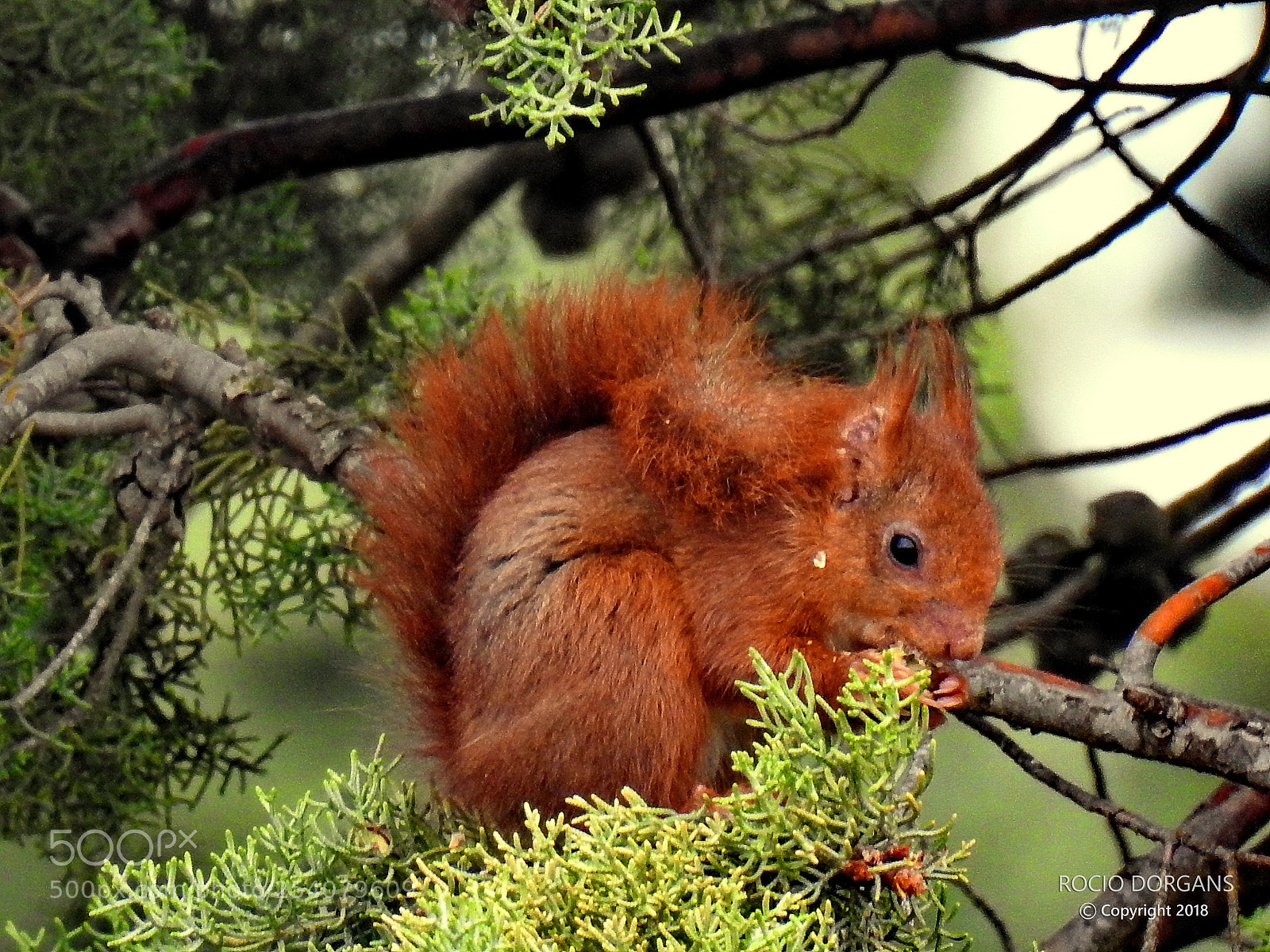 Nikon Coolpix P900 sample photo. Squirrel photography