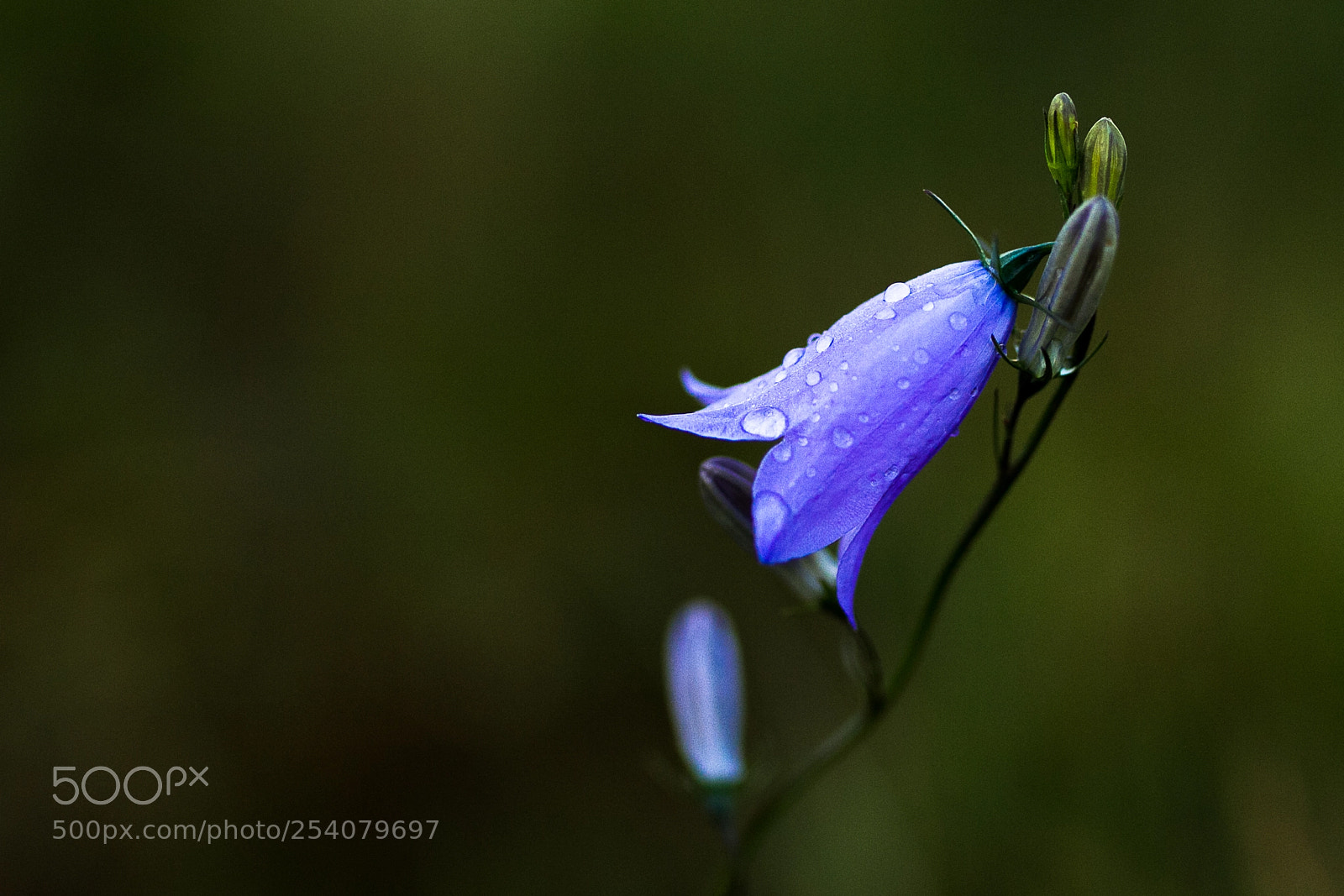 Canon EOS 7D sample photo. Purple flower in the photography