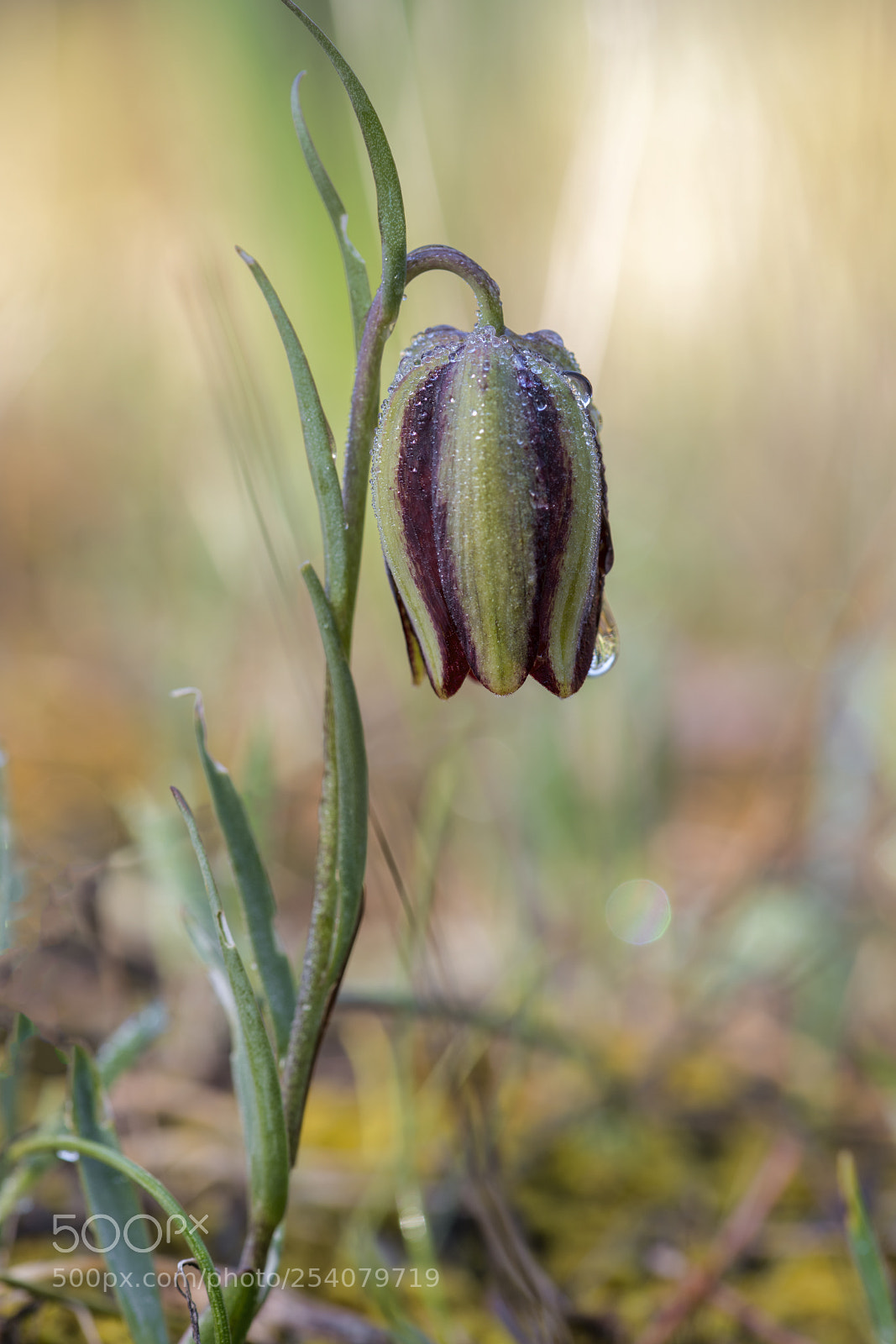 Nikon D850 sample photo. Fritillaria hispanica photography