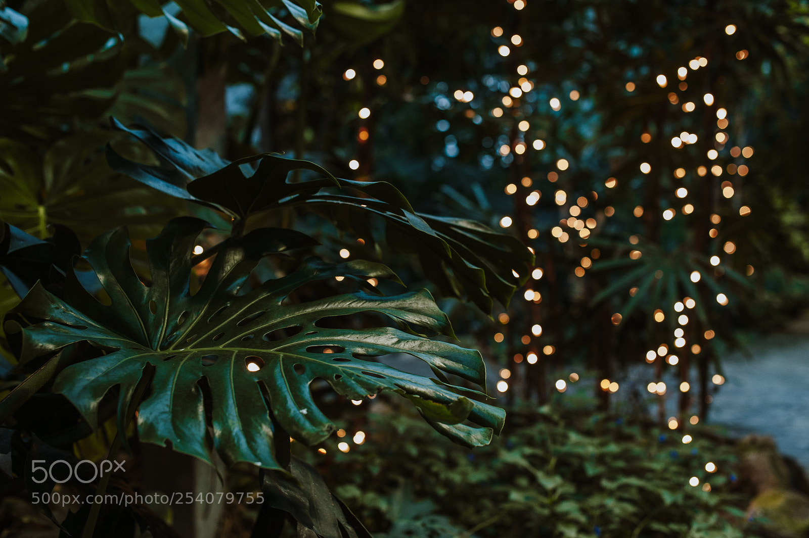 Nikon D700 sample photo. Indoor tropical park photography