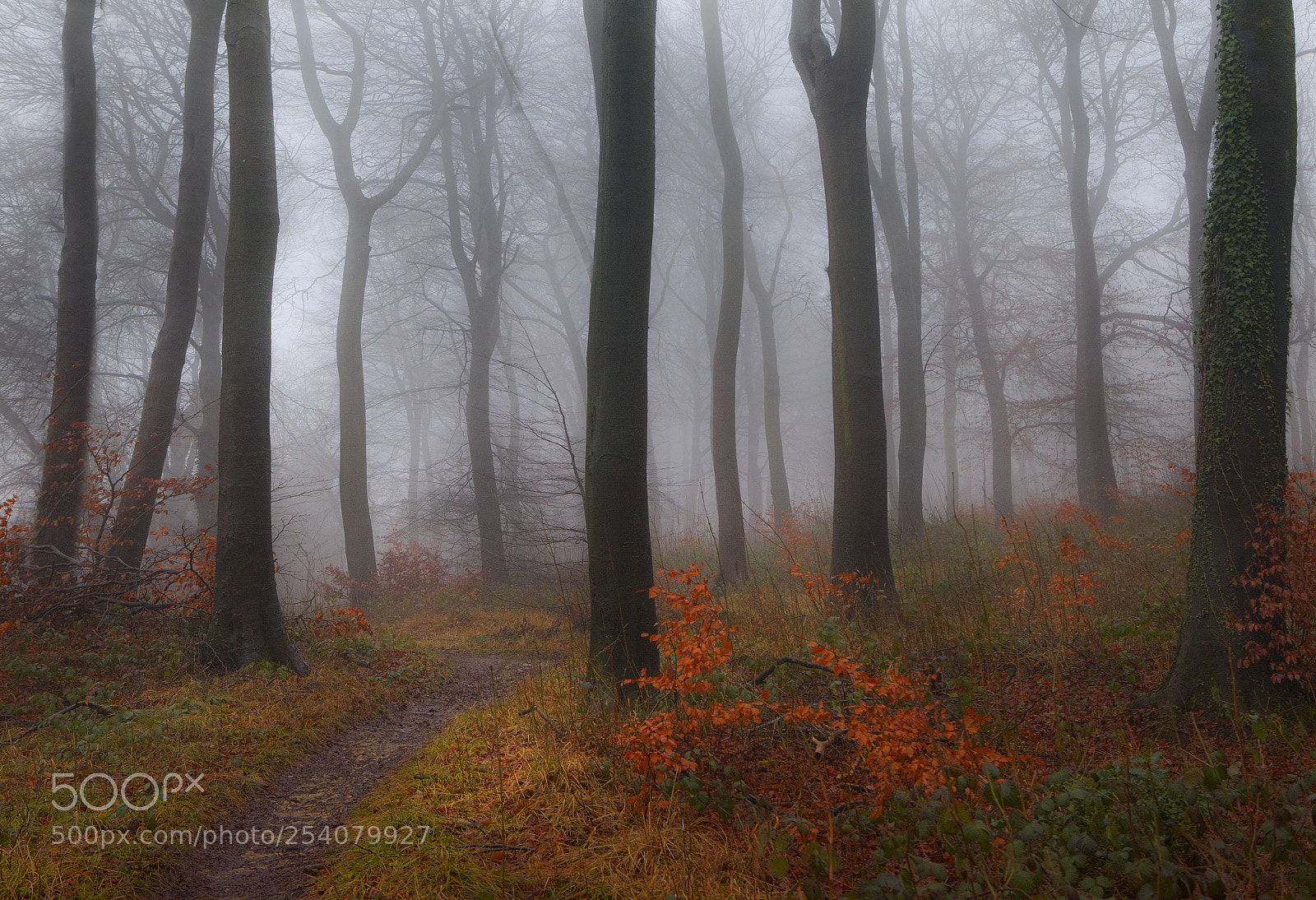 Canon EOS 5D Mark II sample photo. Into the misty woods photography