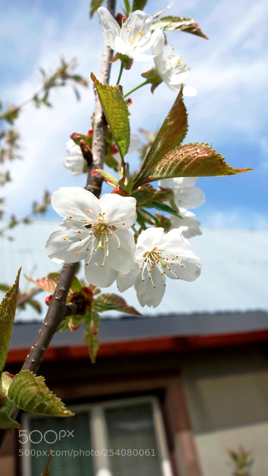 Sony Cyber-shot DSC-RX100 sample photo. Spring 2 photography