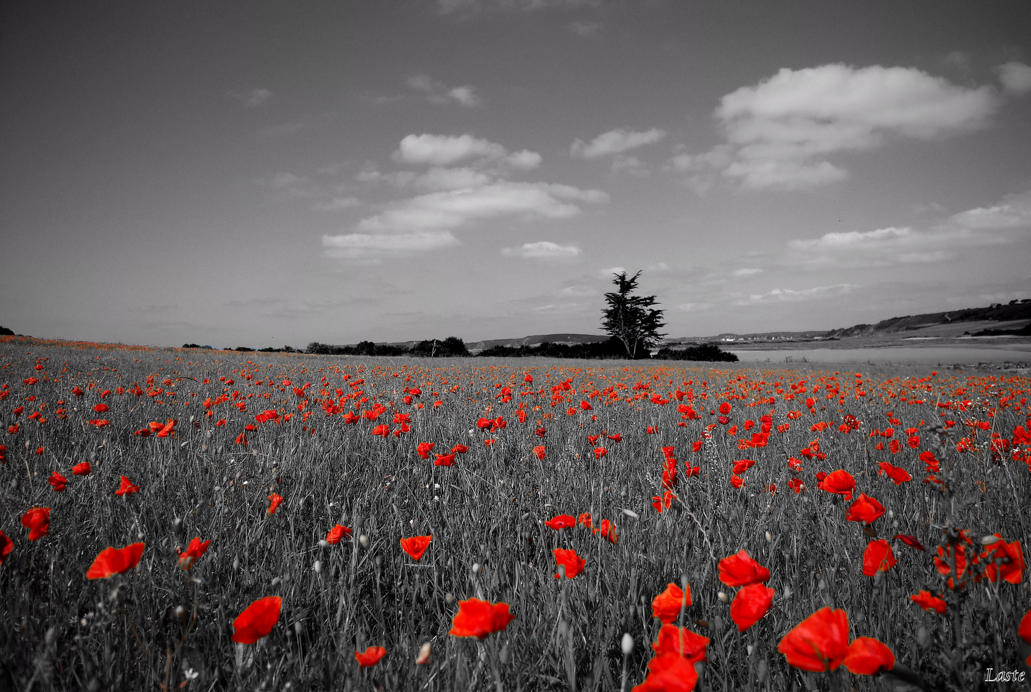 Pentax K-m (K2000) sample photo. A world of coquelicots photography
