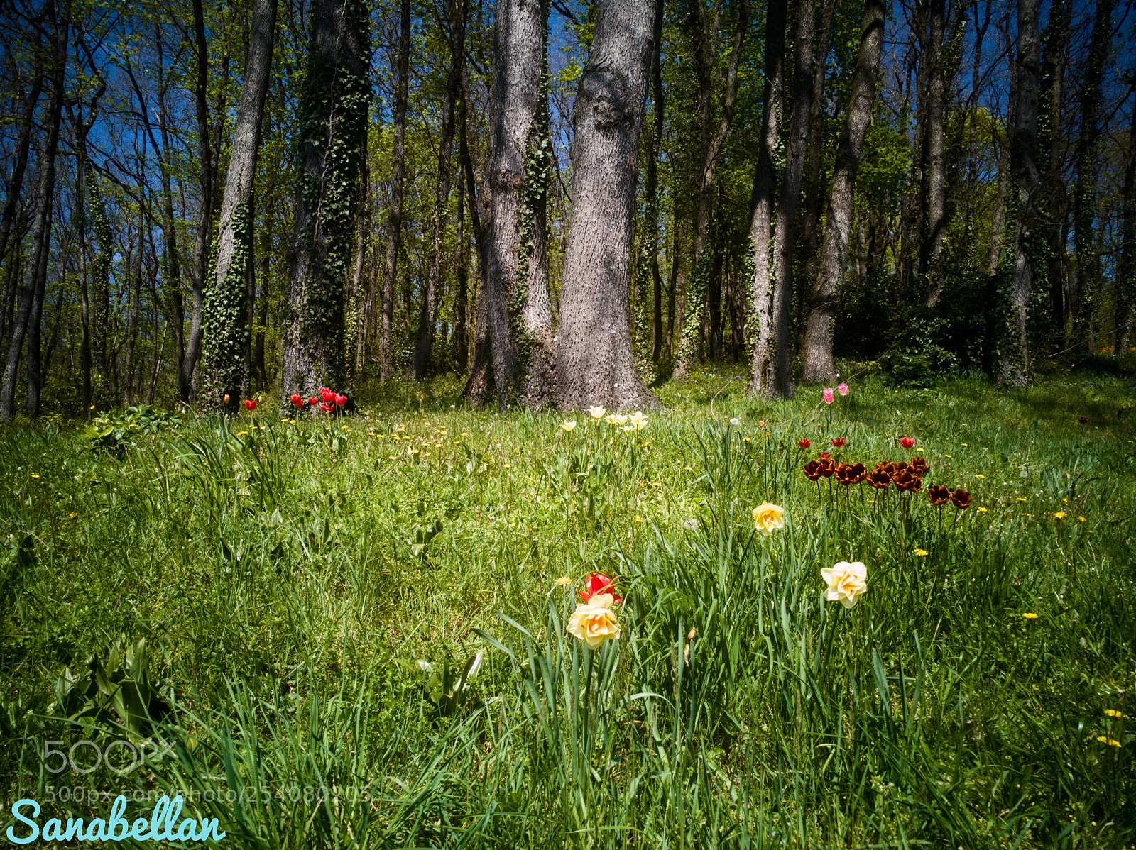 HUAWEI Honor 9 sample photo. Floral forest photography
