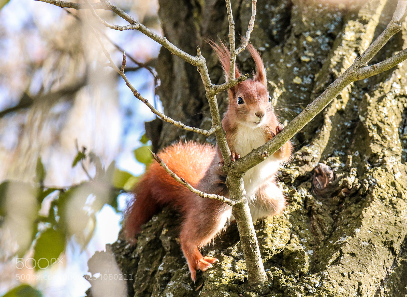 Canon EOS 80D sample photo. Squirrel photography