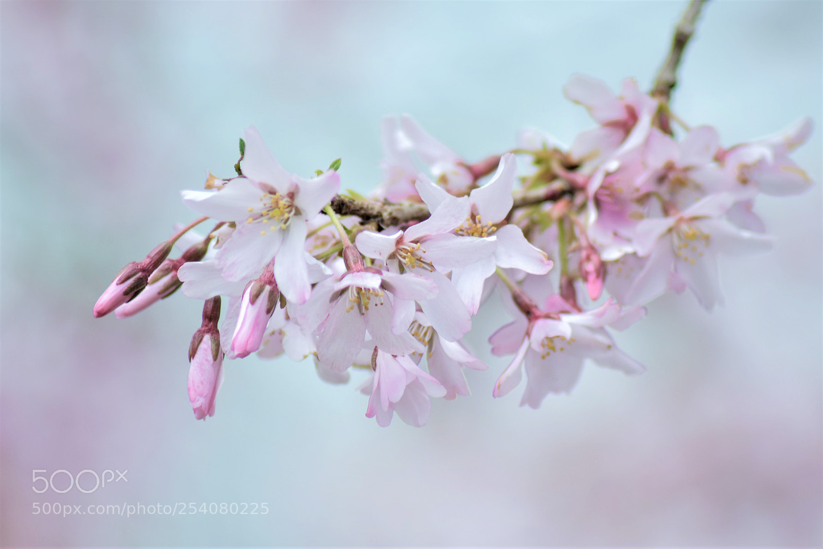 Nikon D3400 sample photo. Spring  blossom photography