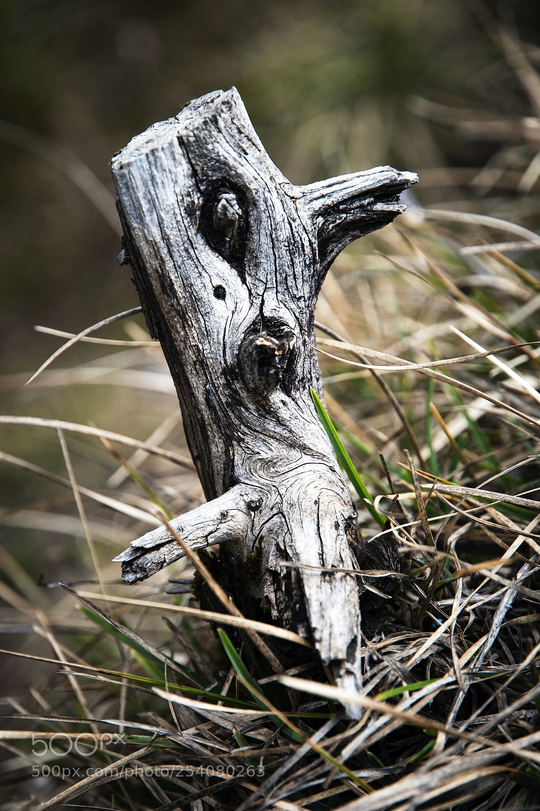 Nikon D5500 sample photo. Dry stump in the photography