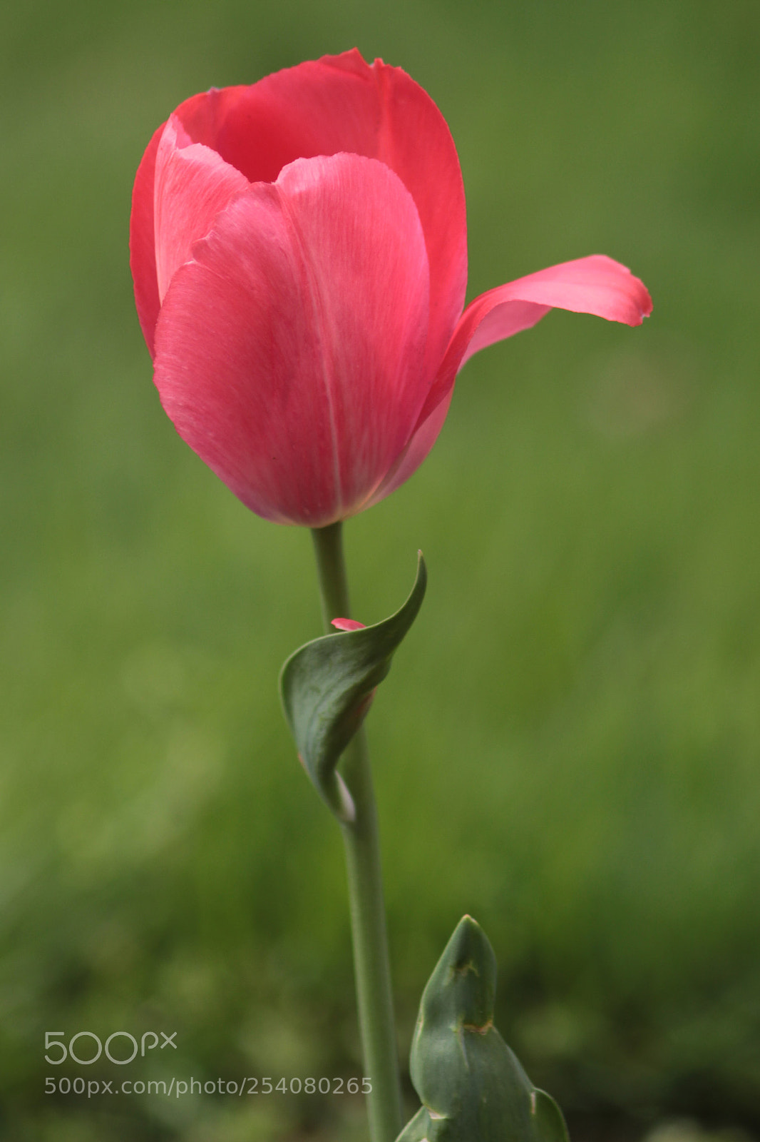 Canon EOS 100D (EOS Rebel SL1 / EOS Kiss X7) sample photo. Tulip photography