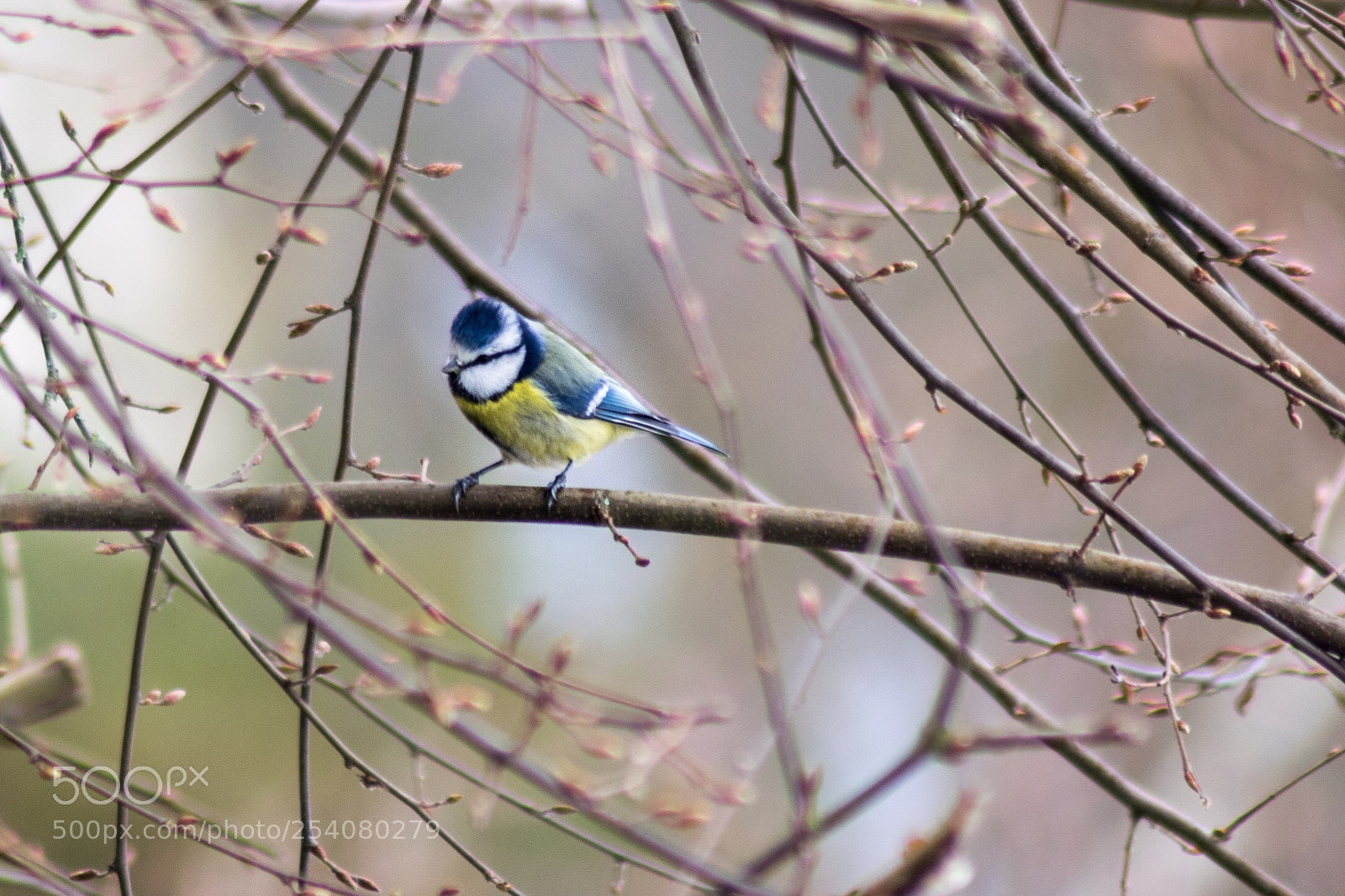 Nikon D3300 sample photo. Mésange bleue  photography