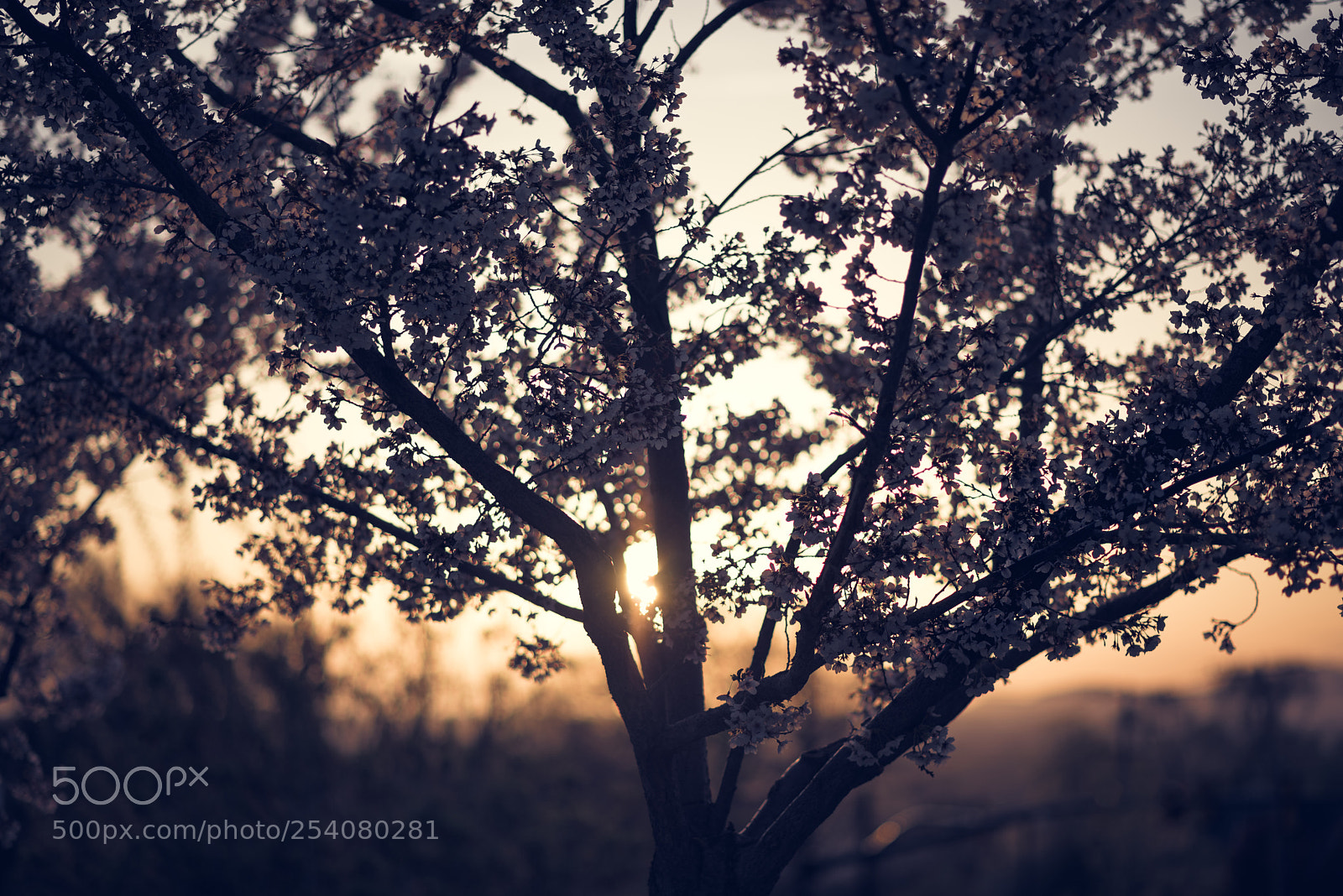 Nikon D810 sample photo. Blossom sunset photography