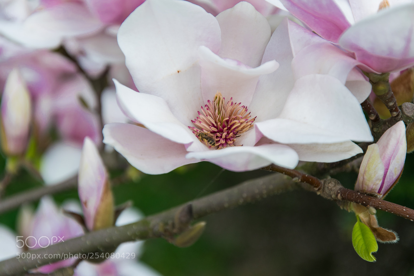 Nikon D5300 sample photo. Blossoming magnolia photography