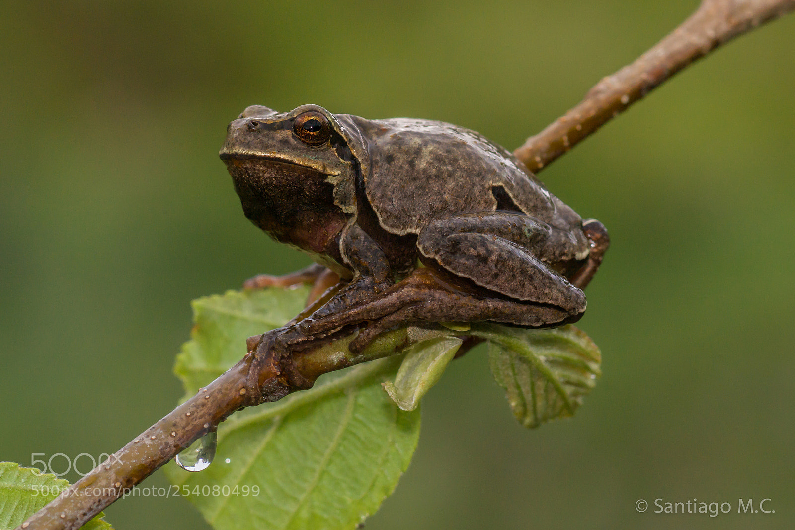 Sony SLT-A77 sample photo. Hyla arborea photography