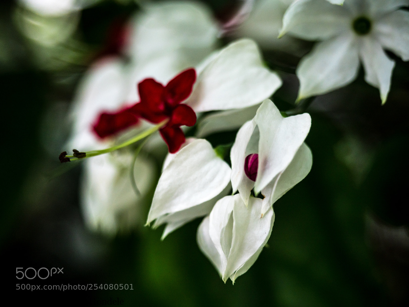 Panasonic Lumix DMC-GX8 sample photo. Red and white photography