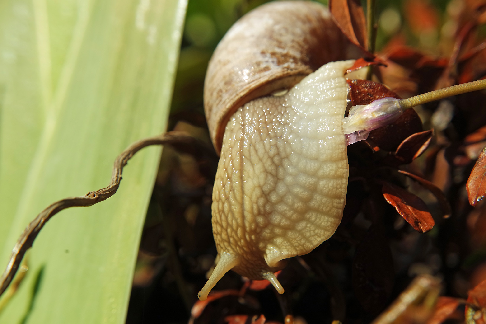 Samsung NX3300 sample photo. Snail photography