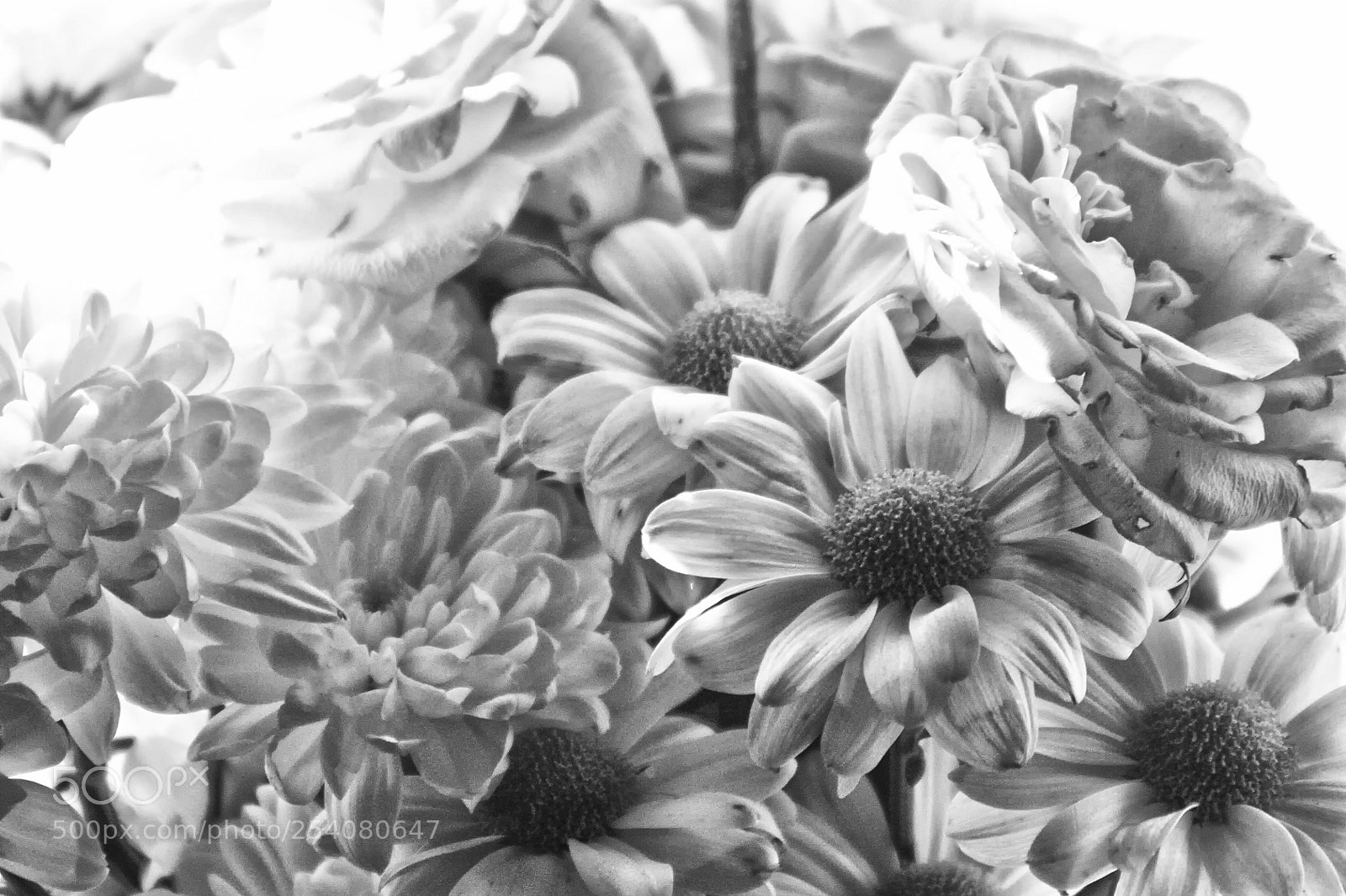 Canon EOS 450D (EOS Rebel XSi / EOS Kiss X2) sample photo. Bunch of flowers in photography
