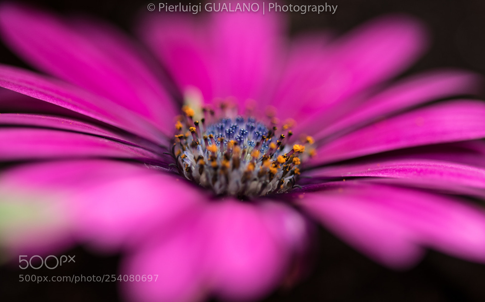 Nikon D850 sample photo. Color of flower photography