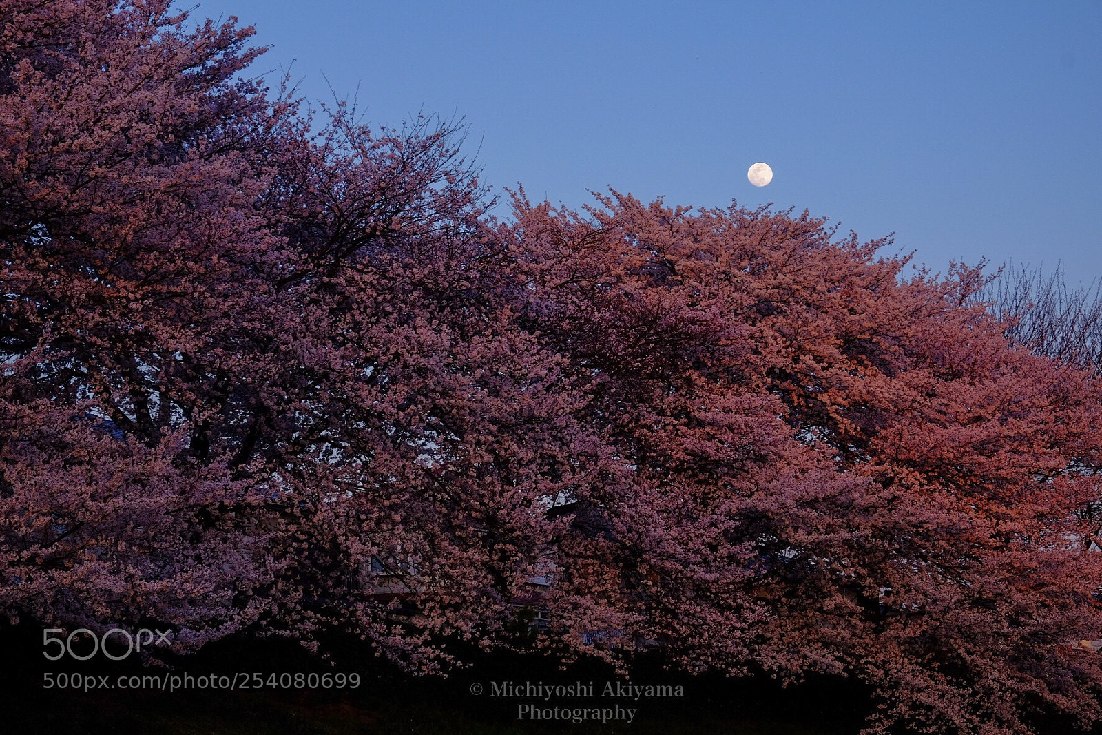 Fujifilm X-T1 sample photo. Sakura and moon. photography