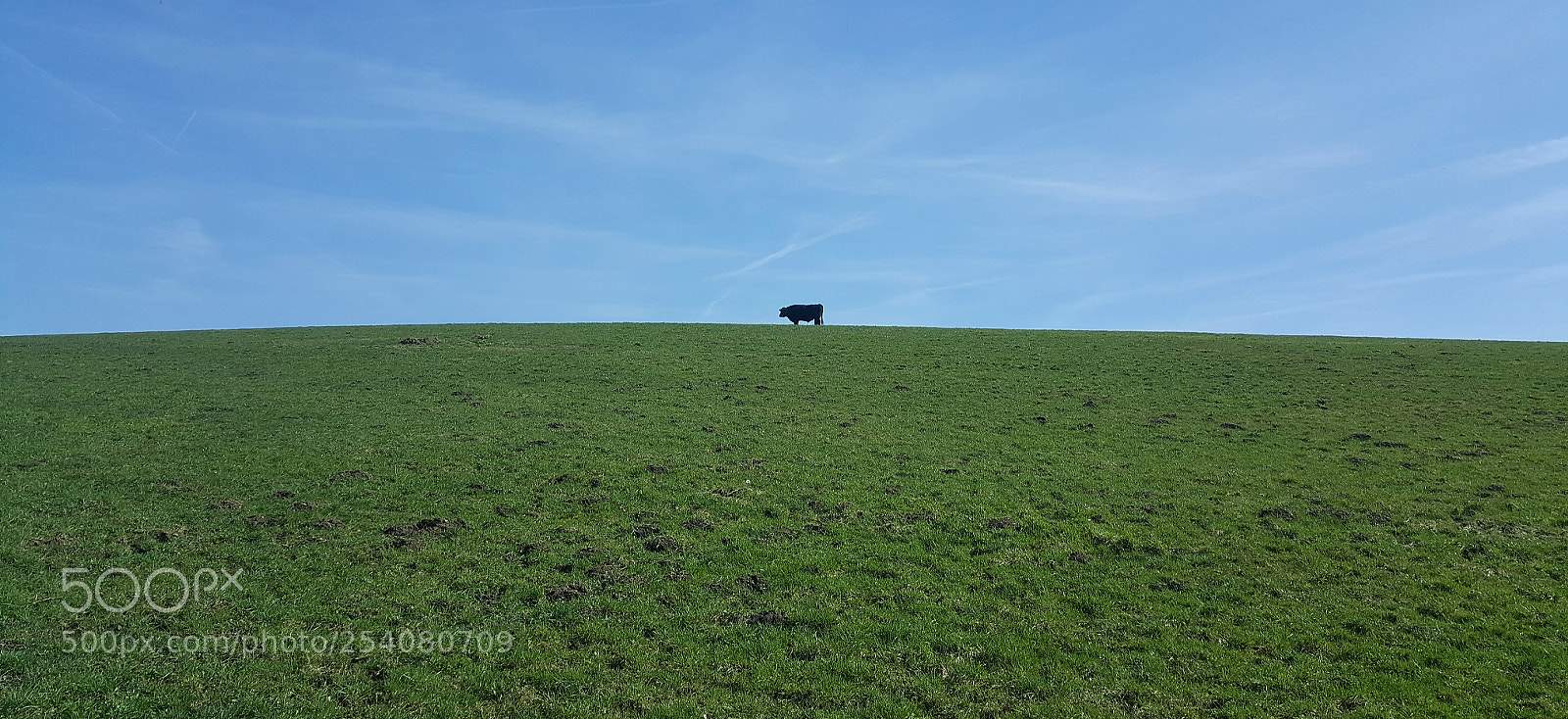 Samsung GALAXY S6 edge sample photo. Cow idyll photography