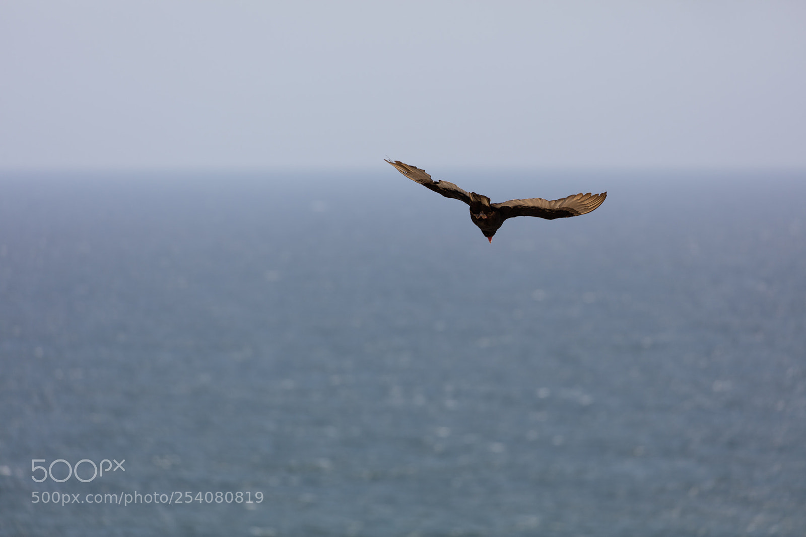 Canon EOS 5DS R sample photo. Andean condor in flight photography