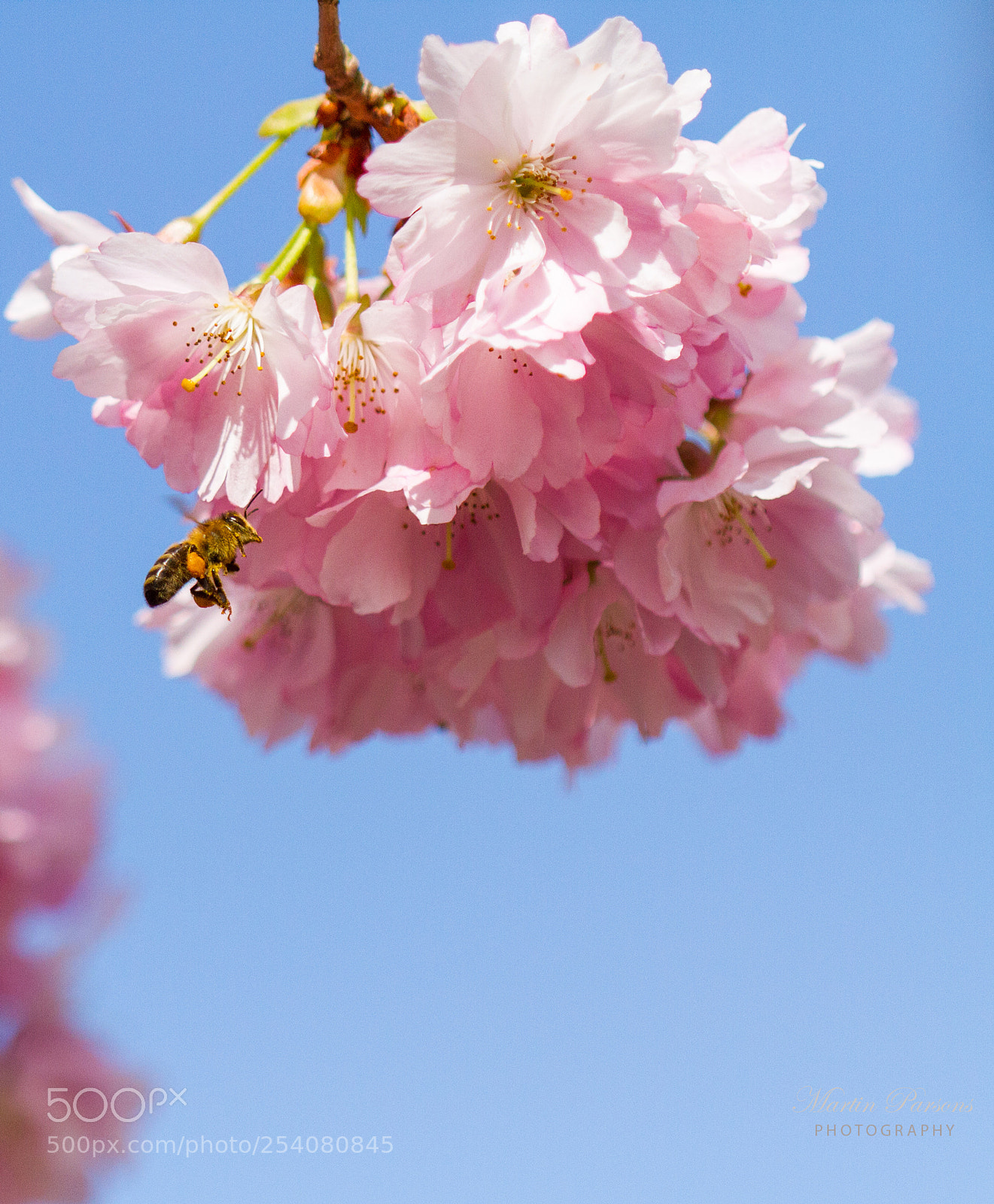 Canon EOS 7D sample photo. Cherry blossom photography