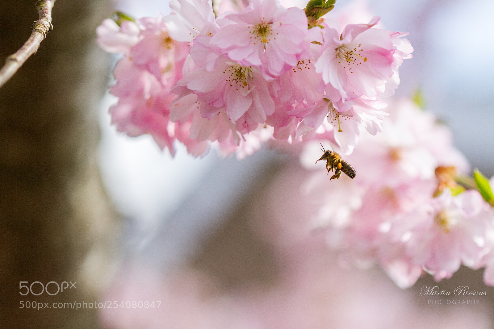 Canon EOS 7D sample photo. The little bee photography