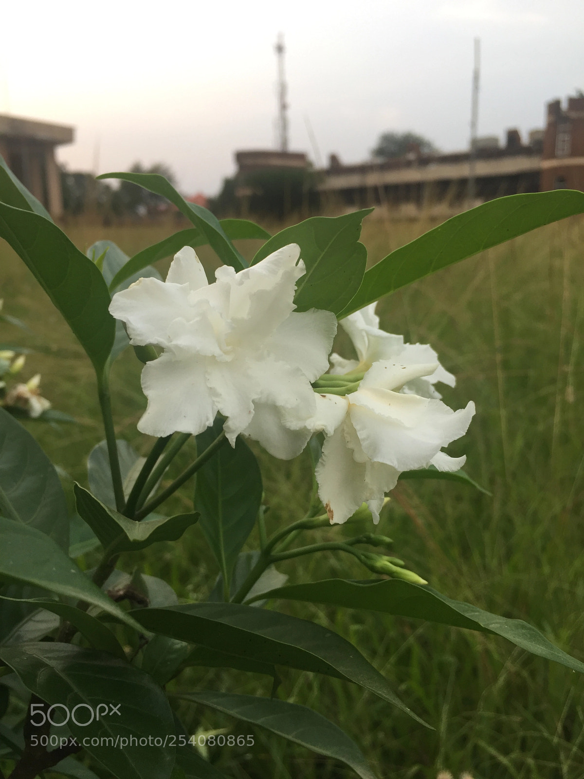 Apple iPhone 6 sample photo. Flowery photography