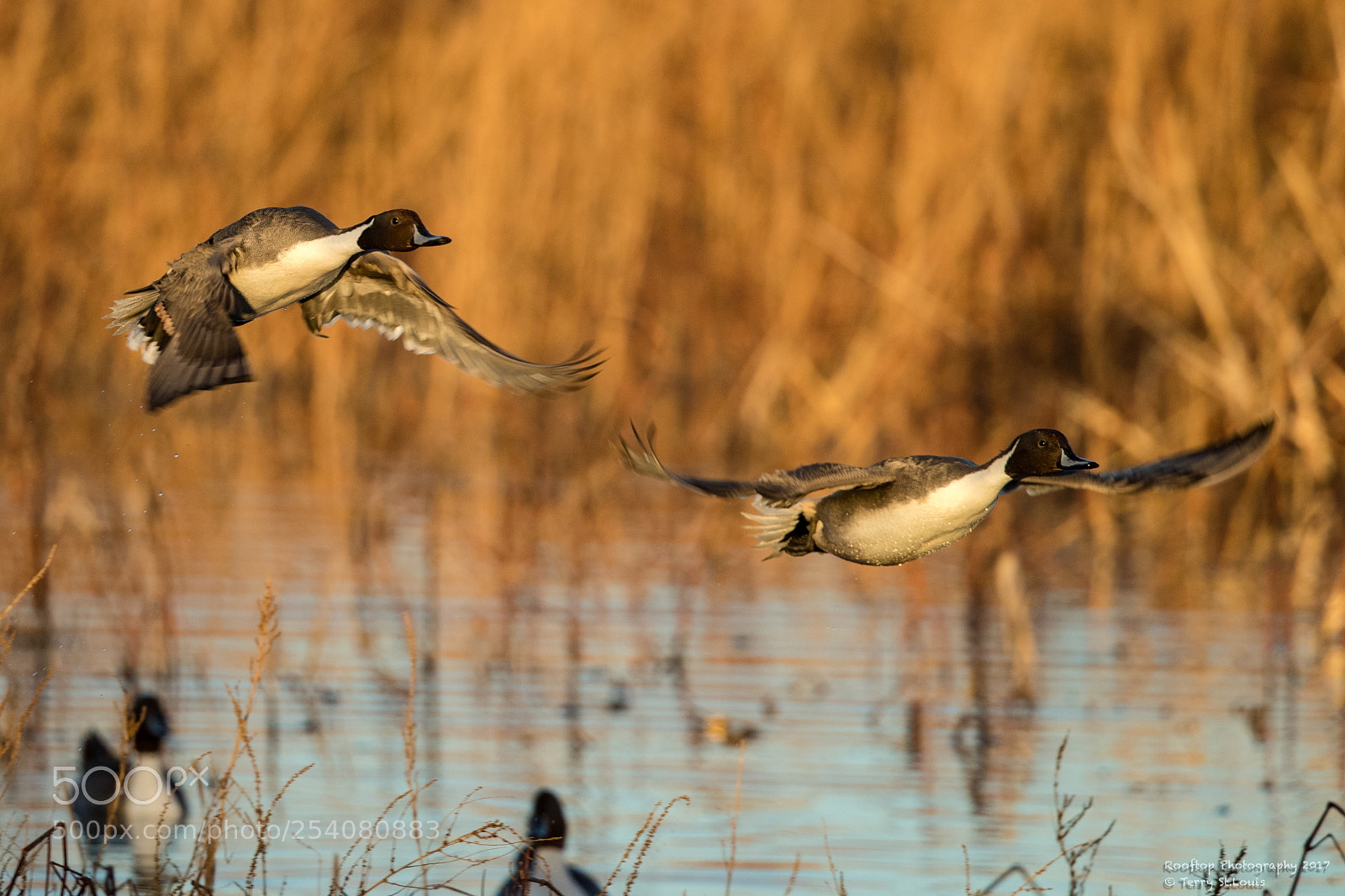 Canon EOS-1D X Mark II sample photo. Flying buddies photography