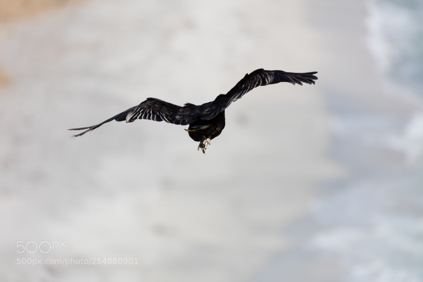 Canon EOS 5DS R sample photo. Andean condor in flight photography